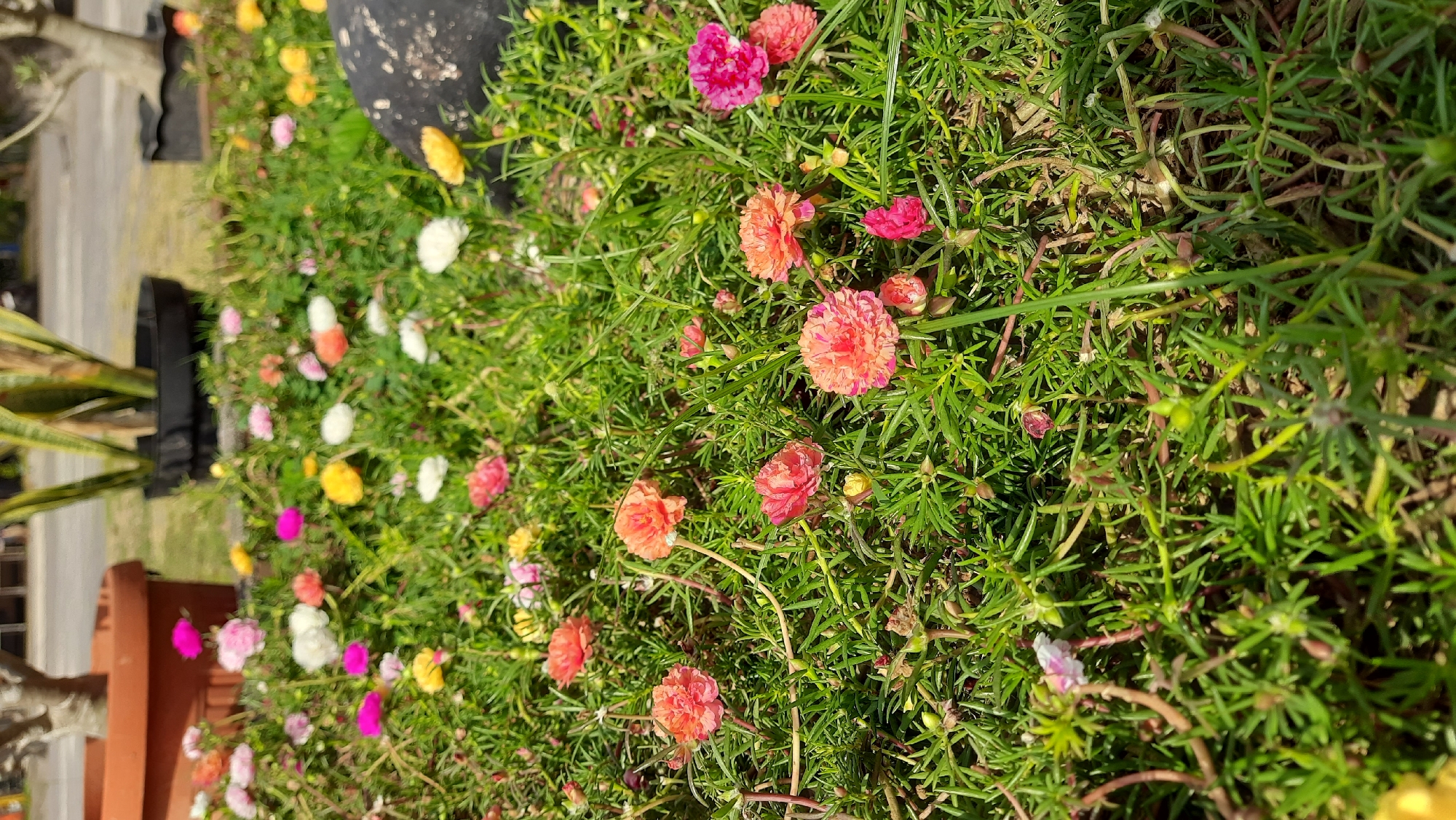 In Nanggulan, Indonesia, a close-up view captures a patch of colorful purslane flowers blooming in lush green foliage under bright sunlight. The flowers, showcasing vibrant shades of pink, orange, white, and yellow, are tightly clustered, creating a dense carpet of blossoms. Among the flowers, a few unopened buds are visible, hinting at further blooms. The background is softly blurred, revealing hints of large planters and foliage, suggesting an outdoor setting like a garden or park. The scene is peaceful, with no people present, emphasizing the natural beauty of the blooming purslane.