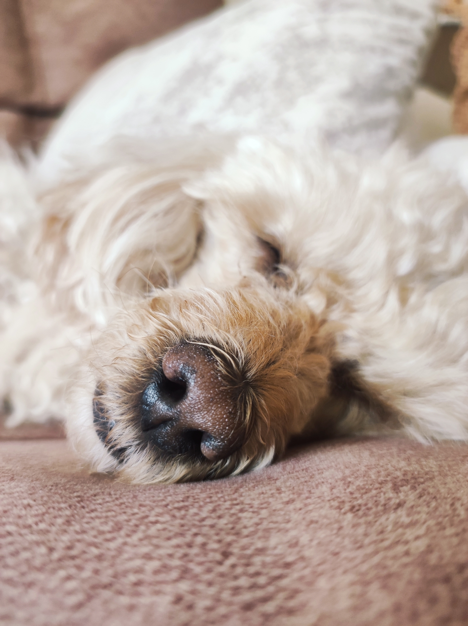 The image is a close-up shot of a light-colored, fluffy dog sleeping on a textured, brown surface, possibly a couch or blanket. The dog's face is the primary focus, with its nose prominently displayed. The nose is dark brown with visible pores and is surrounded by light brown fur. The dog's eyes are closed, and its head is resting. The background is softly blurred, with hints of a white, plush material. There is no discernible location in the city of Chaikovsky, Russia, or any other specific location evident in the image. The scene depicts a peaceful, resting pet.