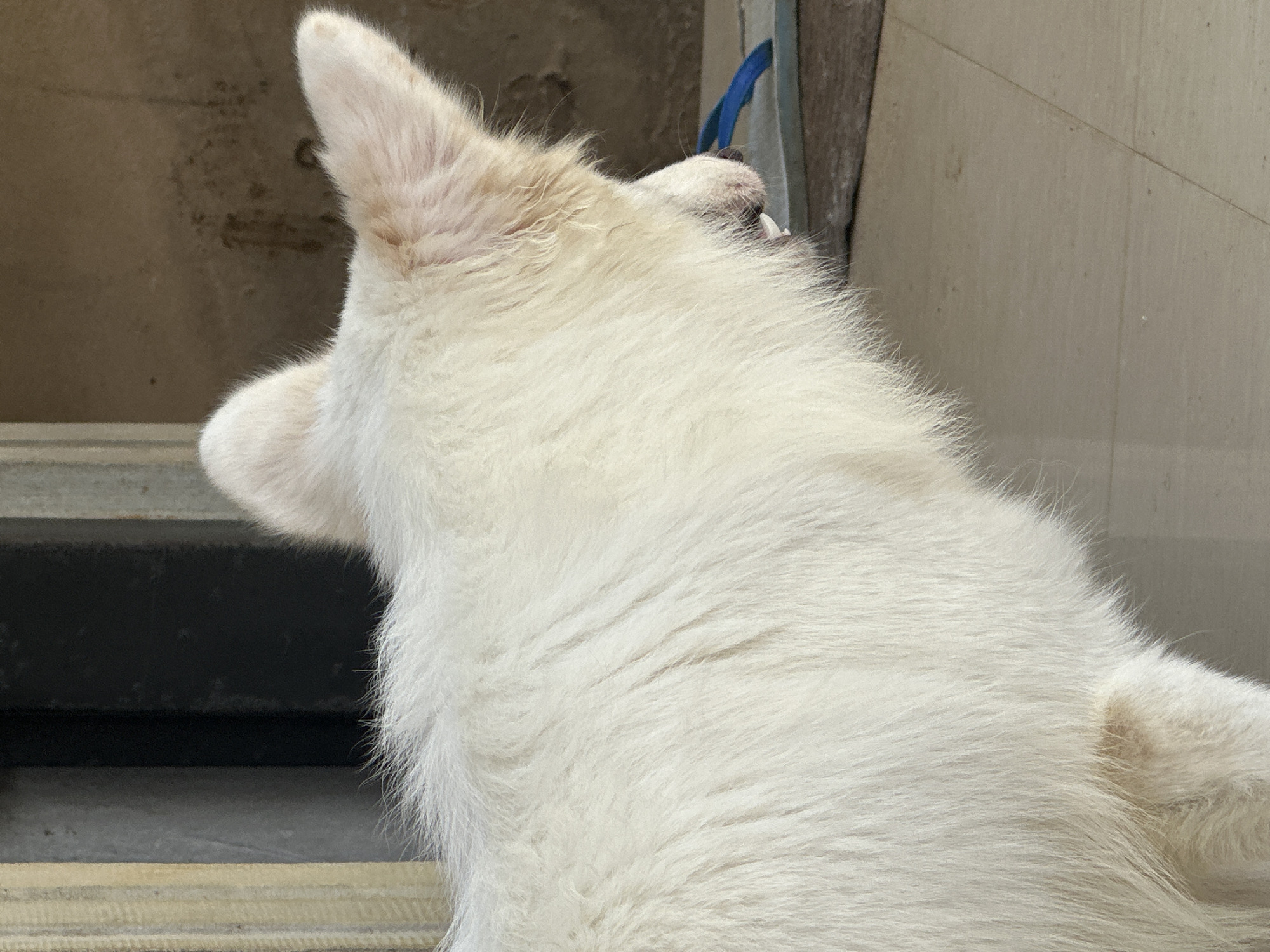 The image shows the back of a white dog with upright ears, standing in what appears to be an indoor or semi-indoor environment. A blue leash is visible near the dog's head. The background includes a textured wall and part of a window frame or similar structure. The location is unknown because the location given in the prompt is not visible in the image.