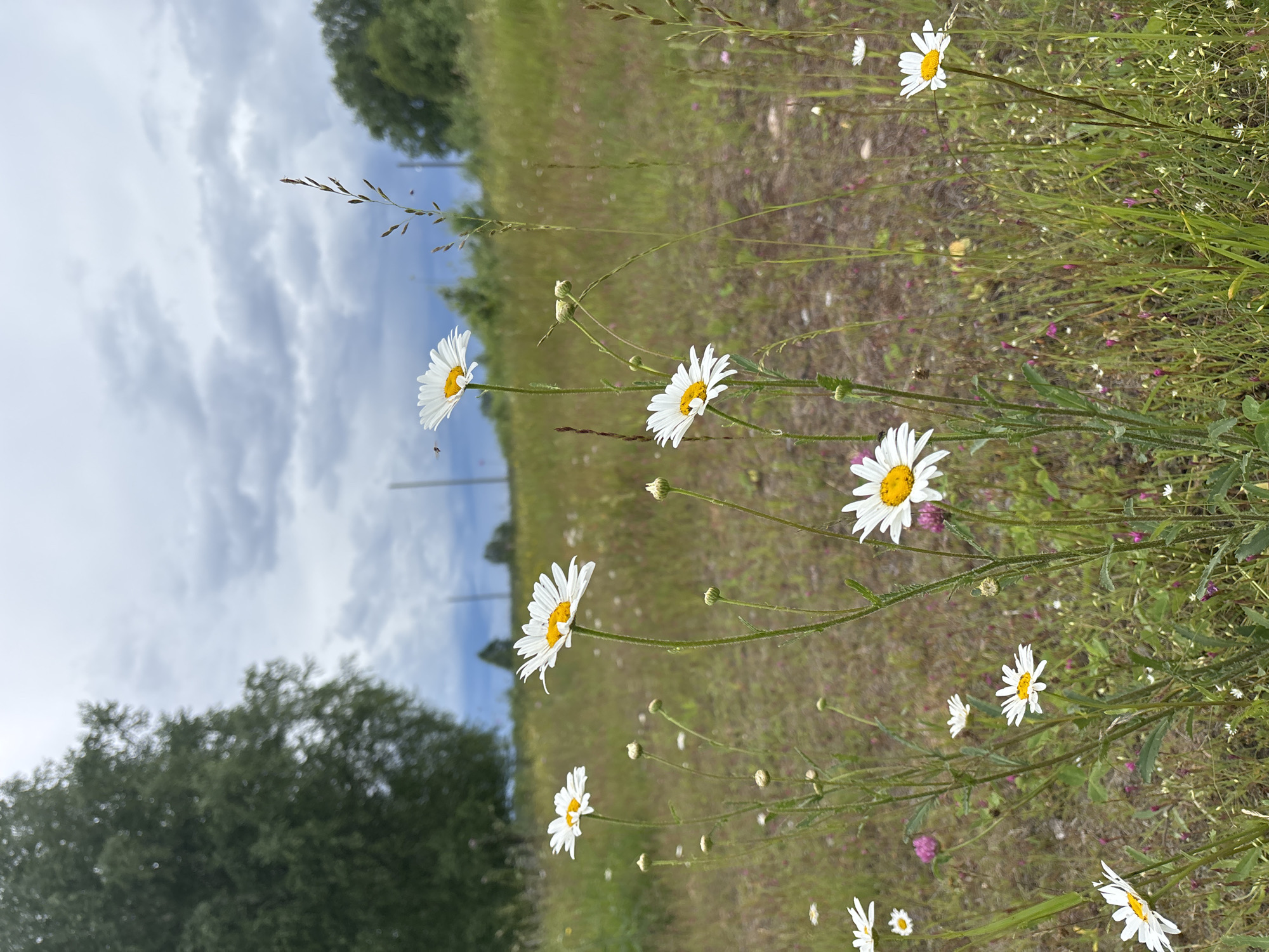 A field of daisies under a cloudy sky. The foreground is dominated by several daisies, some in bloom and others as buds, with tall green stems. The background shows a grassy field with more wildflowers, a large tree on the left, and trees in the distance on the right. The sky is overcast with dramatic, dark clouds. This scene is characteristic of the natural landscapes found on the outskirts of Kurgan, Russia, likely in a rural or semi-rural area with open fields. There are no people or animals visible in the image.