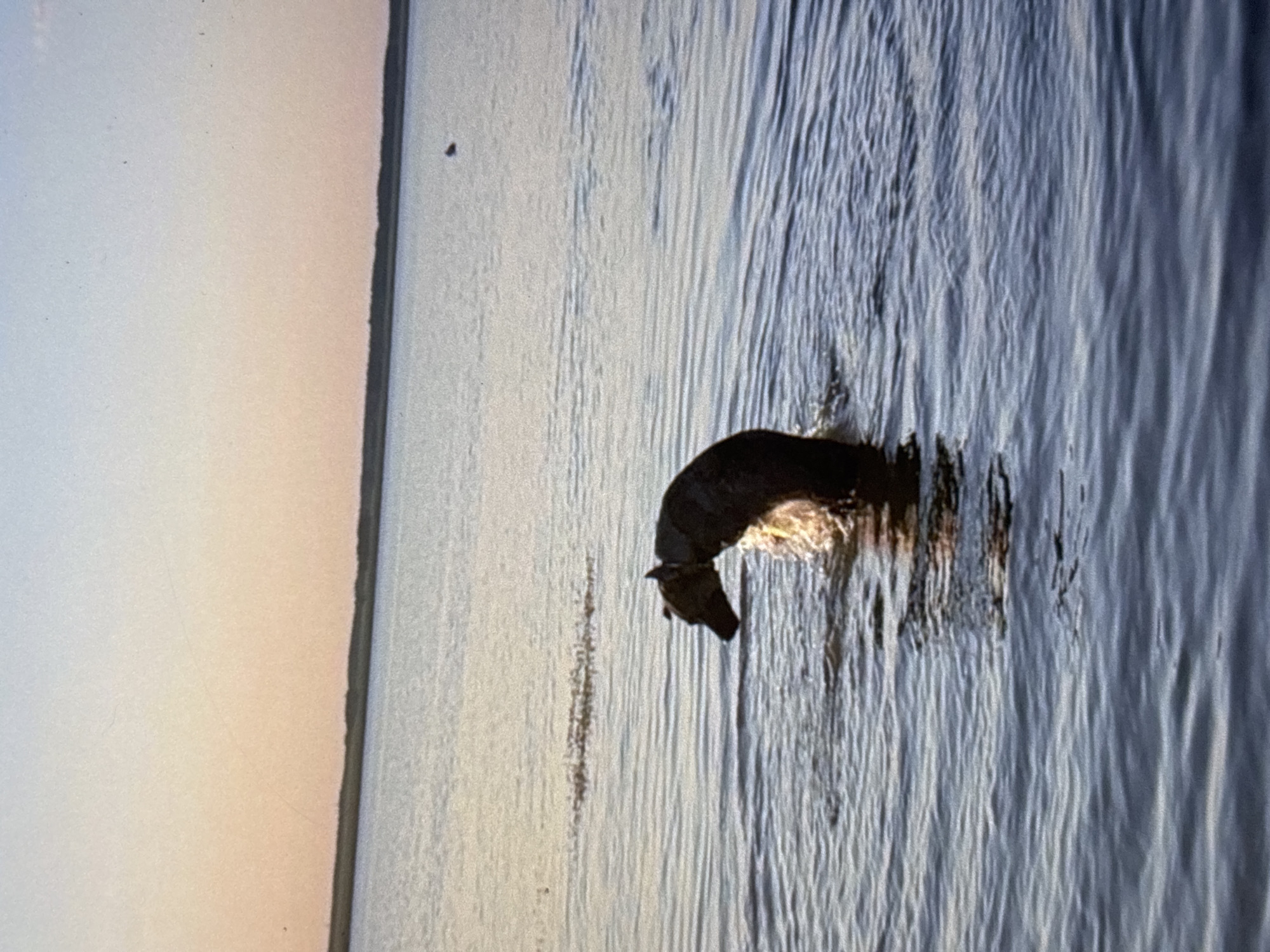 A dog with dark fur is in the water, appearing to be swimming or wading, with its head lowered and looking to the left. The dog is in the foreground, partially submerged. The background shows a wide body of water with a distant, dark shoreline under a pale sky with hues of orange and blue, suggesting either sunrise or sunset. The water has ripples and reflects the light. There are no people or any recognizable city landmarks visible. The location is a natural body of water, likely a river or lake, in an undeveloped area. Without any specific visual cues in the image, it is not possible to determine if this location is within the city of Omsk, Russia.