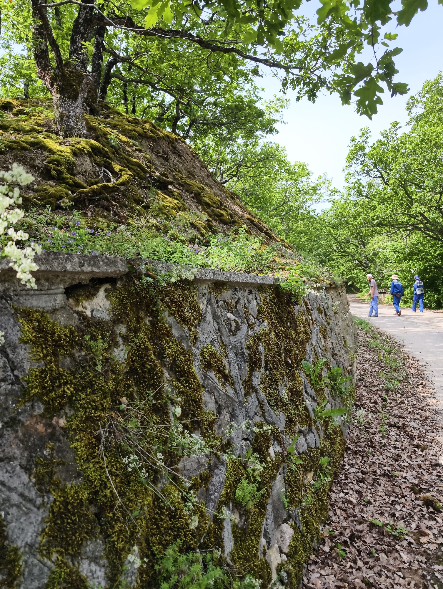 The image captures an outdoor scene dominated by lush greenery and an old stone wall under a bright sky. In the foreground, a sturdy stone retaining wall, heavily covered in vibrant green moss, runs diagonally from the lower left towards the middle right. Small white and purple flowering plants grow both on the top edge of the wall and along its mossy surface.
Above the wall to the left, a steep, moss-covered bank rises, crowned with the trunks and branches of mature trees, which appear to be oaks based on the distinct leaf shapes visible in the canopy. The bank is also dotted with smaller green plants and some purple flowers. The branches of these trees, along with others further back, are adorned with abundant green leaves, creating a dense canopy that casts dappled light in some areas.
To the right of the wall, a paved or asphalt road stretches into the distance. The ground alongside this road is covered with a thick layer of dry, brown fallen leaves. Three figures are visible walking away from the viewer on this road. The two furthest figures are wearing blue uniforms or overalls, while the closest person wears a light-colored shirt and pants.
The sky overhead is clear and bright blue, suggesting a sunny day, likely morning or early afternoon, with light filtering through the tree canopy. No text is visible in the image.