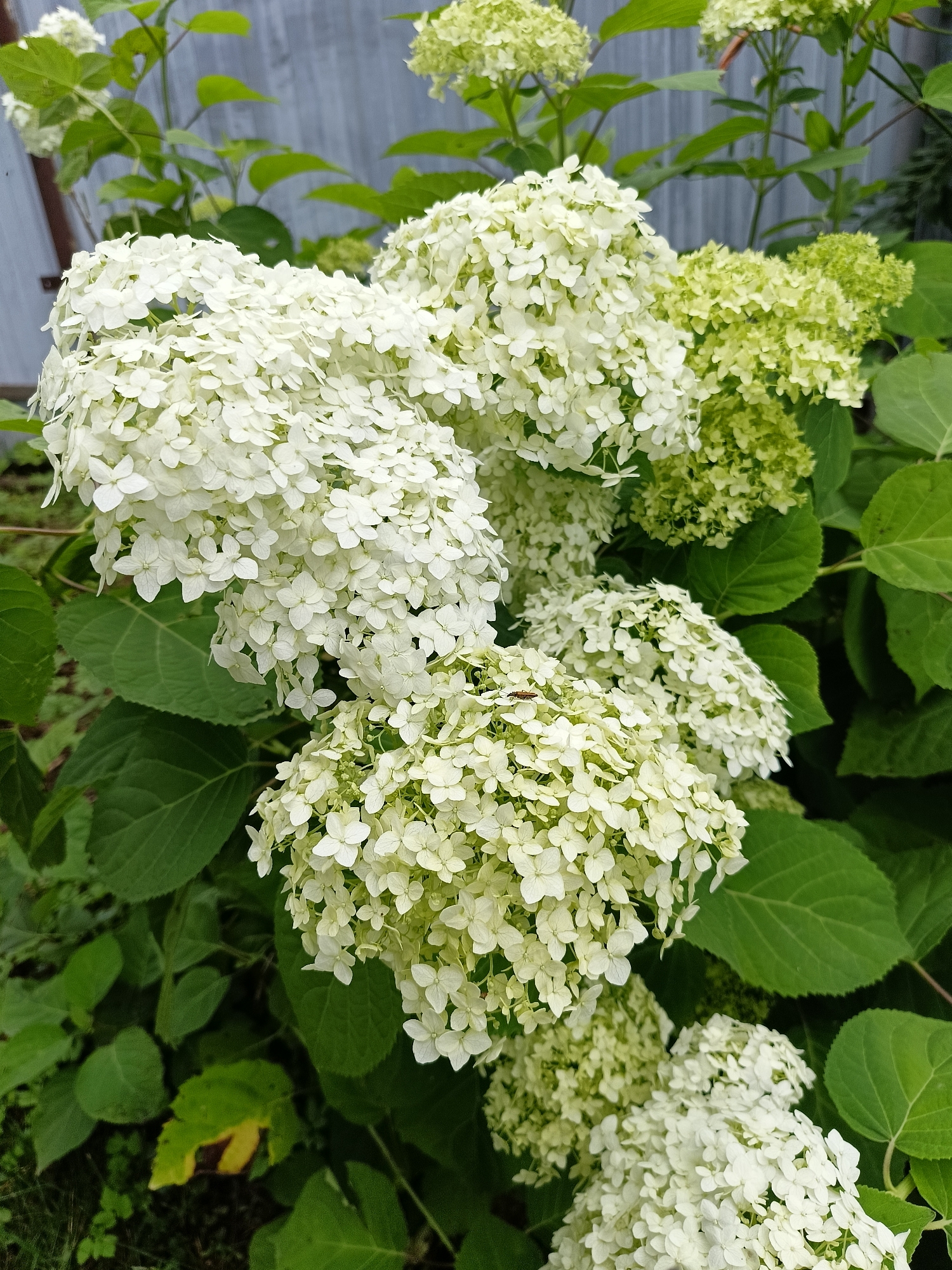 A close-up shot captures a cluster of white hydrangeas in full bloom, with some of the blooms transitioning to a pale green hue. The hydrangeas are set against a backdrop of lush green leaves. In the upper left corner, a weathered, gray wooden fence is visible, suggesting an outdoor setting. A small, brown insect is present on one of the white flower clusters. The image appears to be taken in Lagovskoe, Russia, likely in a garden or natural setting.