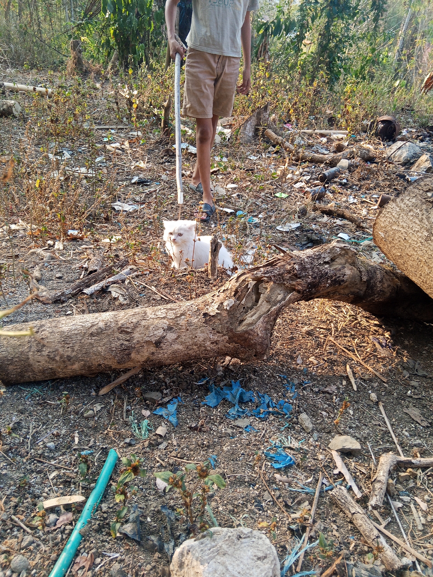 The image depicts a rural outdoor scene in Makale, Indonesia, characterized by a cluttered ground with various debris, including plastic fragments, dried leaves, branches, and what appear to be discarded items. A white cat with pink eyes is centrally positioned, looking towards the camera. In the background, the legs of a person are visible, wearing tan shorts and dark sandals, and holding a white pole. The environment is natural, with a dense growth of dry vegetation and trees. The lighting suggests it is daytime, with sunlight illuminating parts of the scene.