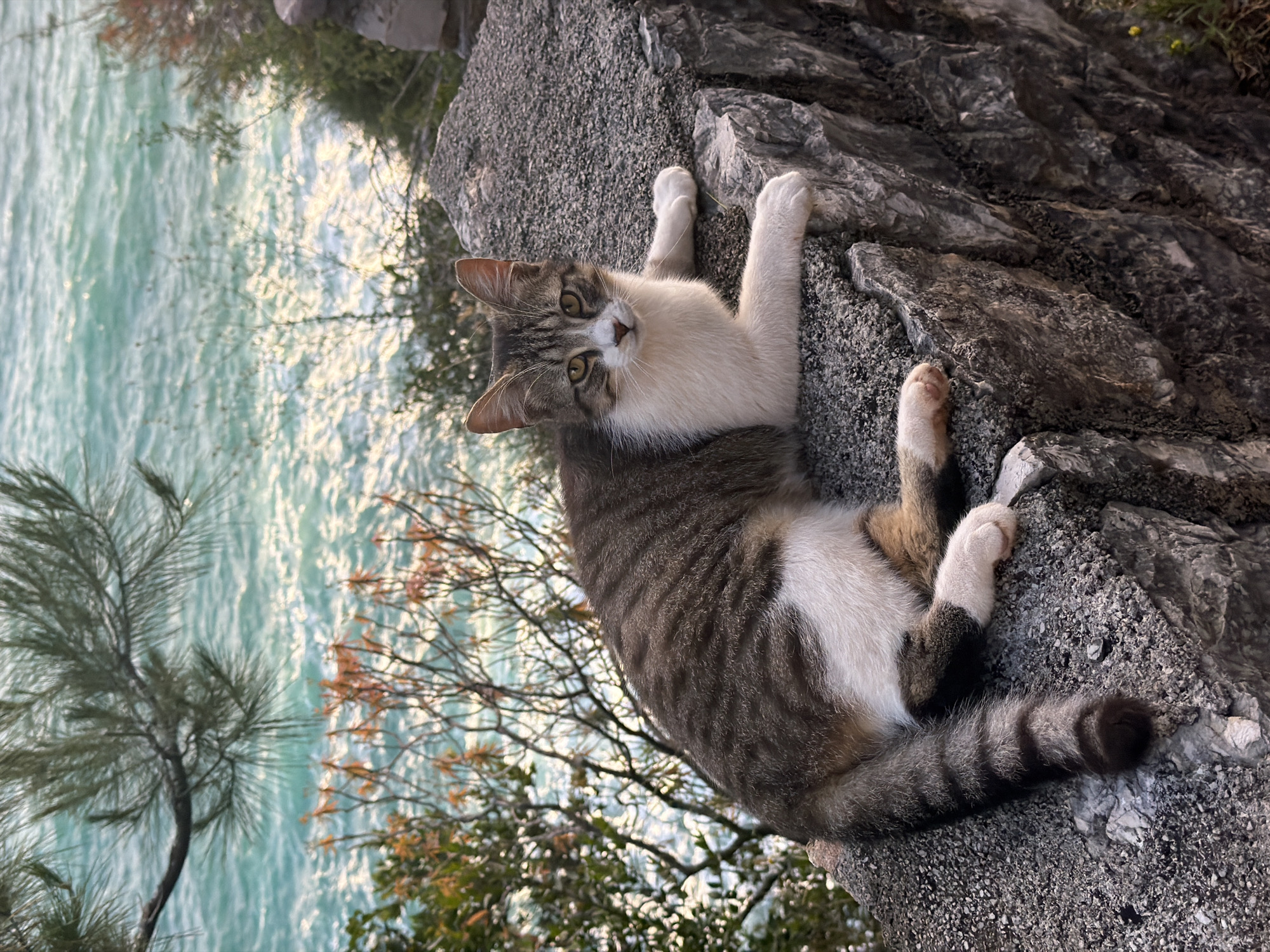 A medium shot depicts a cat lying on a rocky surface overlooking the sea in Mirište, Montenegro. The cat is light gray and white, with tabby markings on its body and tail. It has white paws and a white chest. The cat's head is turned toward the camera, and its eyes are open. The rocky surface is rough and uneven. In the background, the turquoise sea is visible, along with some sparse vegetation on the nearby shore. The image is slightly rotated clockwise.
