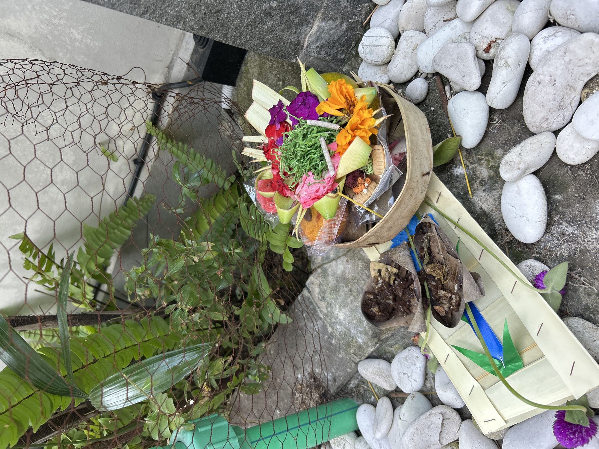 This media file shows a close-up, overhead view of offerings placed on the ground. The offerings are arranged in woven bamboo containers. One container, partially visible on the left, holds a colorful bouquet of flowers including purple, pink, red, and orange blooms, along with green foliage and small wrapped items. To the right, another woven container holds what appears to be food remnants and a small wooden carving, possibly representing an animal.
The offerings are situated on a surface of textured gray concrete and interspersed with numerous smooth, white, oval-shaped stones. Some green foliage is visible behind a rusty wire mesh fence on the left side of the frame. A green plastic pipe is also present in the lower portion of the image. The overall scene suggests a cultural or religious offering, possibly from Bali, Indonesia, given the mention of Sukawati as a location context. The lighting is natural, indicating it might be daytime, and the weather appears to be dry. No text is visible in the image. The arrangement and materials suggest a tradition of making offerings to deities or spirits.