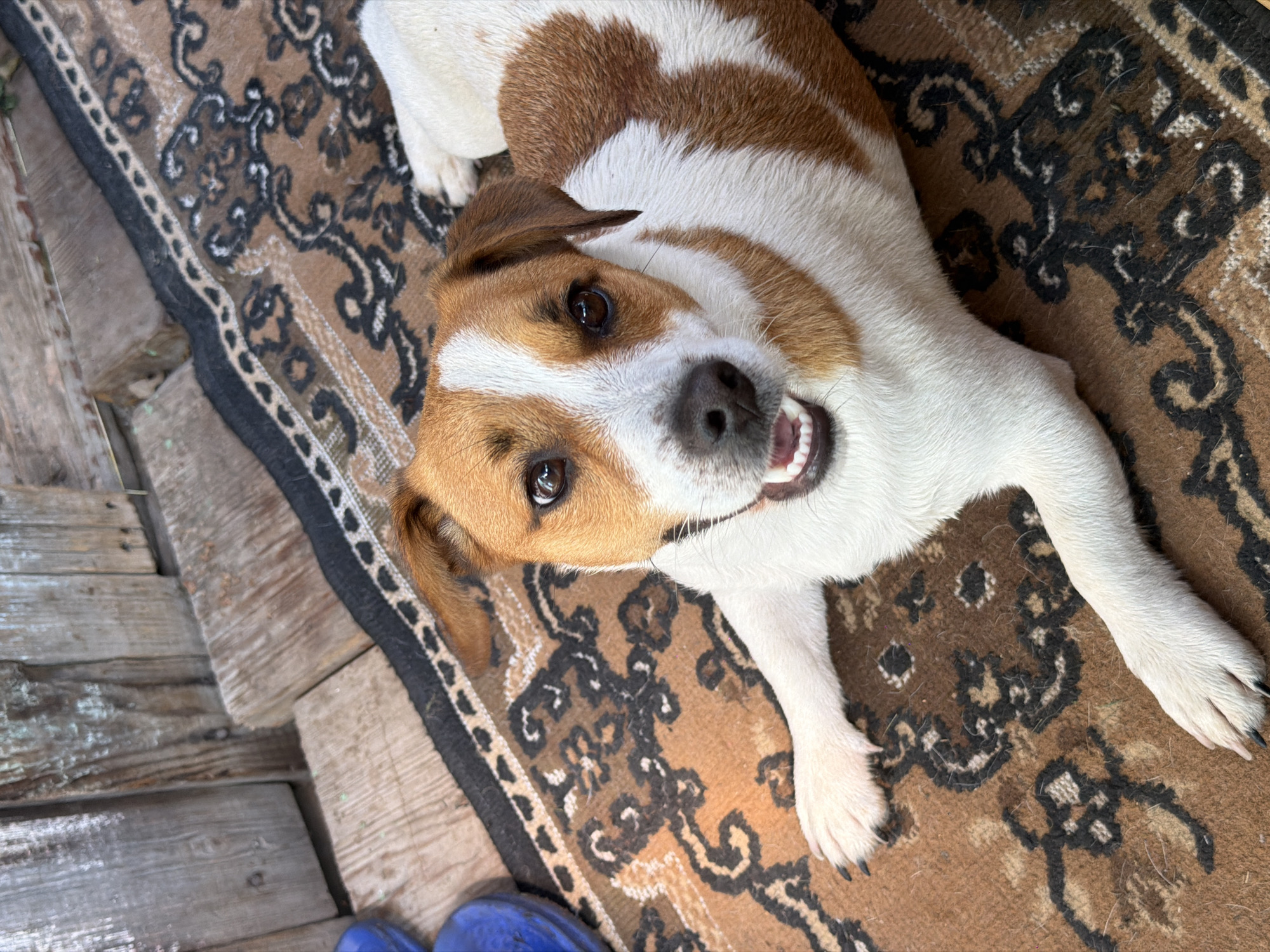 A Jack Russell Terrier is lying on a brown rug with an intricate pattern. The dog has white and brown markings, with its head facing the camera. Its mouth is slightly open, revealing its teeth and tongue. The dog's paws are visible on the rug, and its body extends out of frame. In the background, there are wooden planks and a blue object, possibly a boot. The setting appears to be outdoors, likely in a yard or patio area. The image is taken from a high angle, looking down at the dog. The lighting suggests it is daytime. The location of Sylva, Russia is not discernible from the visual cues in the image.