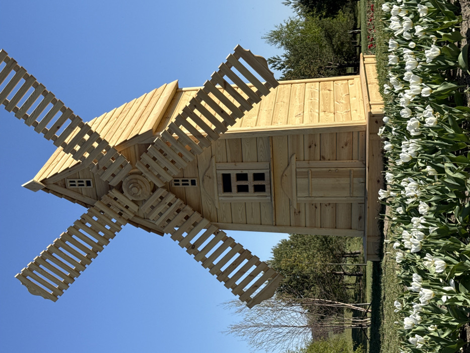 A wooden windmill stands on a grassy field in the park near the city of Kopyliv, Ukraine. The windmill is constructed from planks of wood, and has a central rectangular tower with four windows. The blades of the windmill are also made of wood, and have a lattice design. The windmill is surrounded by a field of white tulips. There are trees in the background. The sky is blue and the sun is shining. The wind is not blowing, and the blades of the windmill are still. The photo appears to have been taken on a sunny day in spring or early summer.