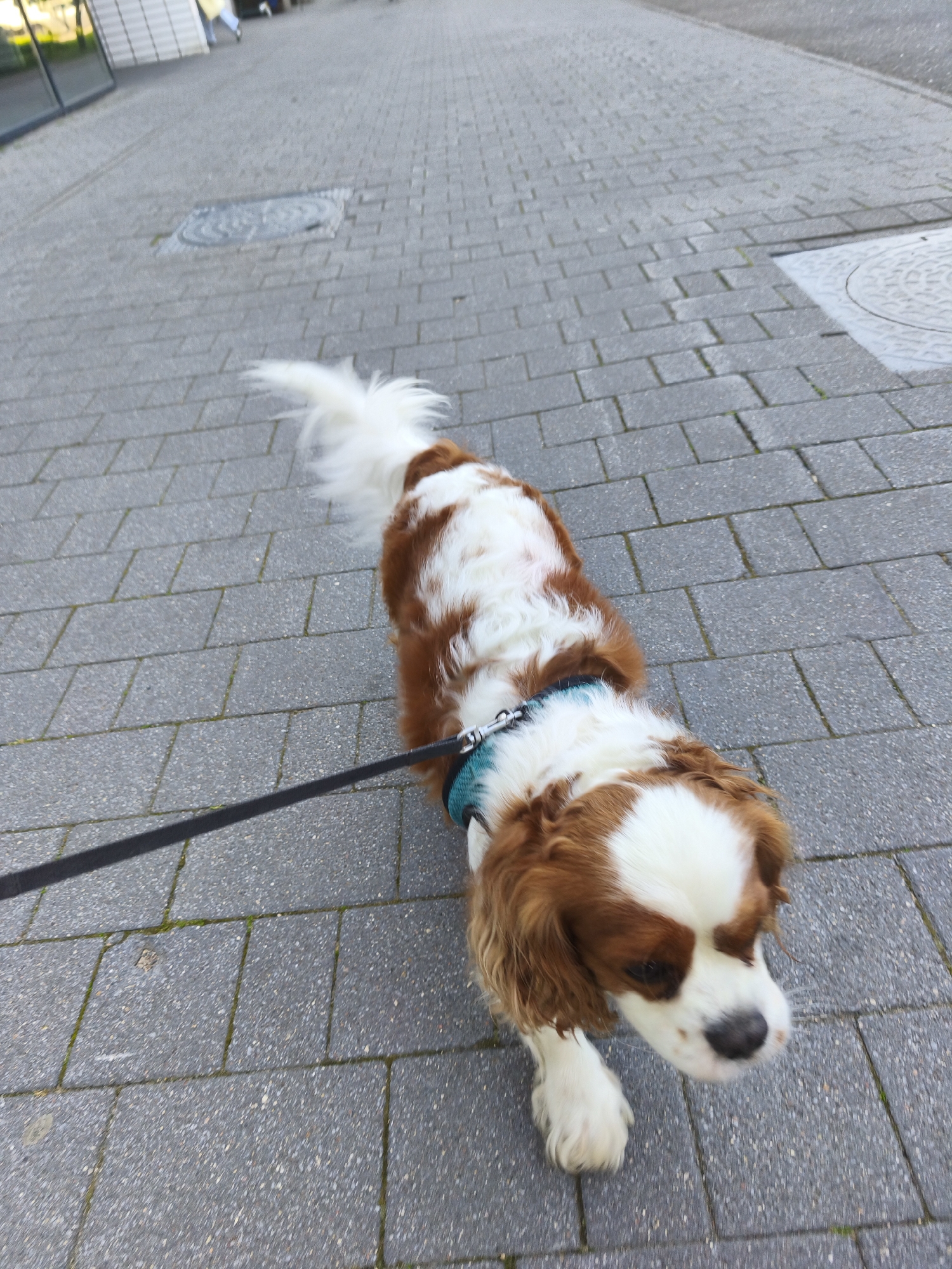 A king charles spaniel on a black leash walks on a gray brick sidewalk. The dog is brown and white with a fluffy tail. The sidewalk has visible seams between the bricks, and some moss grows in the cracks. In the background, a building with a glass facade and a person wearing a yellow jacket can be seen. The scene is an outdoor urban environment.