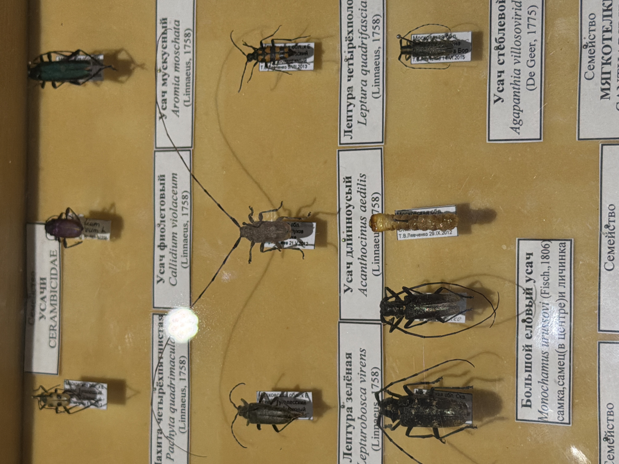 This media file contains a close-up, top-down view of a collection of pinned insects, specifically beetles, displayed in a box. The beetles are arranged in rows and columns, each with a label providing its scientific name, common name in Russian, and classification details. The labels include scientific names like "Aromia moschata," "Callidium violaceum," and "Monochamus urussovi," along with Russian common names such as "Усач мускусный" (Musky Longhorn Beetle) and "Большой еловый усач" (Great Spruce Longhorn Beetle). Some labels also include location and date information, such as "Московская обл." (Moscow region) and dates like "2013," "2015," and "2012," suggesting the specimens were collected and possibly labeled by specific individuals, like "Т.В. Левченко." The beetles themselves vary in color, with some appearing dark and metallic green, others dark brown or black with intricate patterns, and one appearing lighter brown and segmented. The overall setting is that of a natural history display or a personal collection, with the insects pinned to a flat surface, likely for preservation and study. The lighting appears to be artificial, casting some reflections on the specimens and labels. No people or animals are visible in the image.