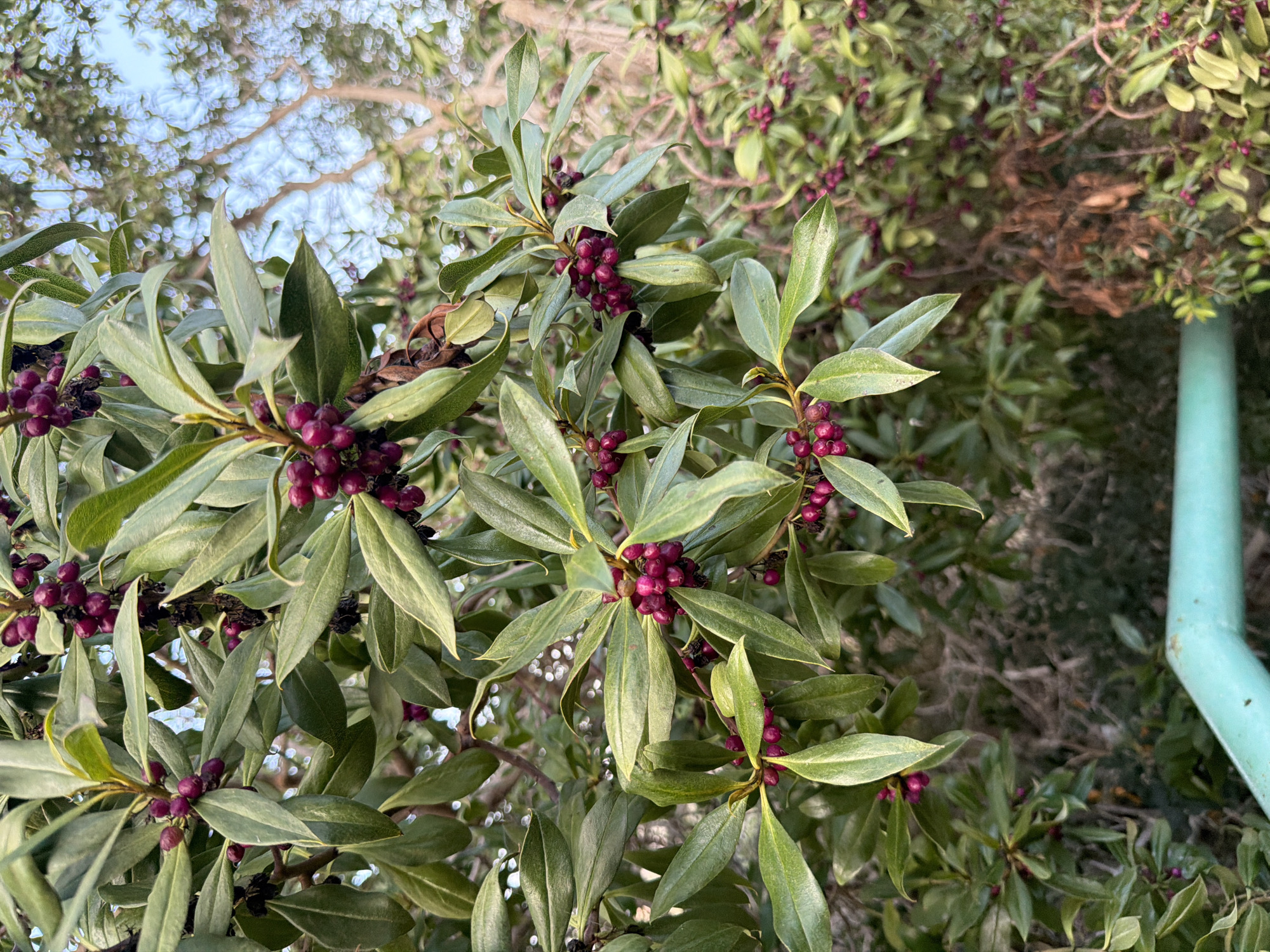 An outdoor, close-up shot captures the branches and dark purple berries of a plant, likely a shrub, under bright daylight. The plant's leaves are a vibrant green, with a slightly glossy texture, and are interspersed with clusters of the dark purple berries, some of which appear shriveled. The background is softly blurred, showing more foliage and the dappled light of the sky through the leaves, suggesting a natural outdoor setting. The lower portion of the image features a bright teal-colored metal pipe or railing. The image is shot in Meneou, Cyprus.