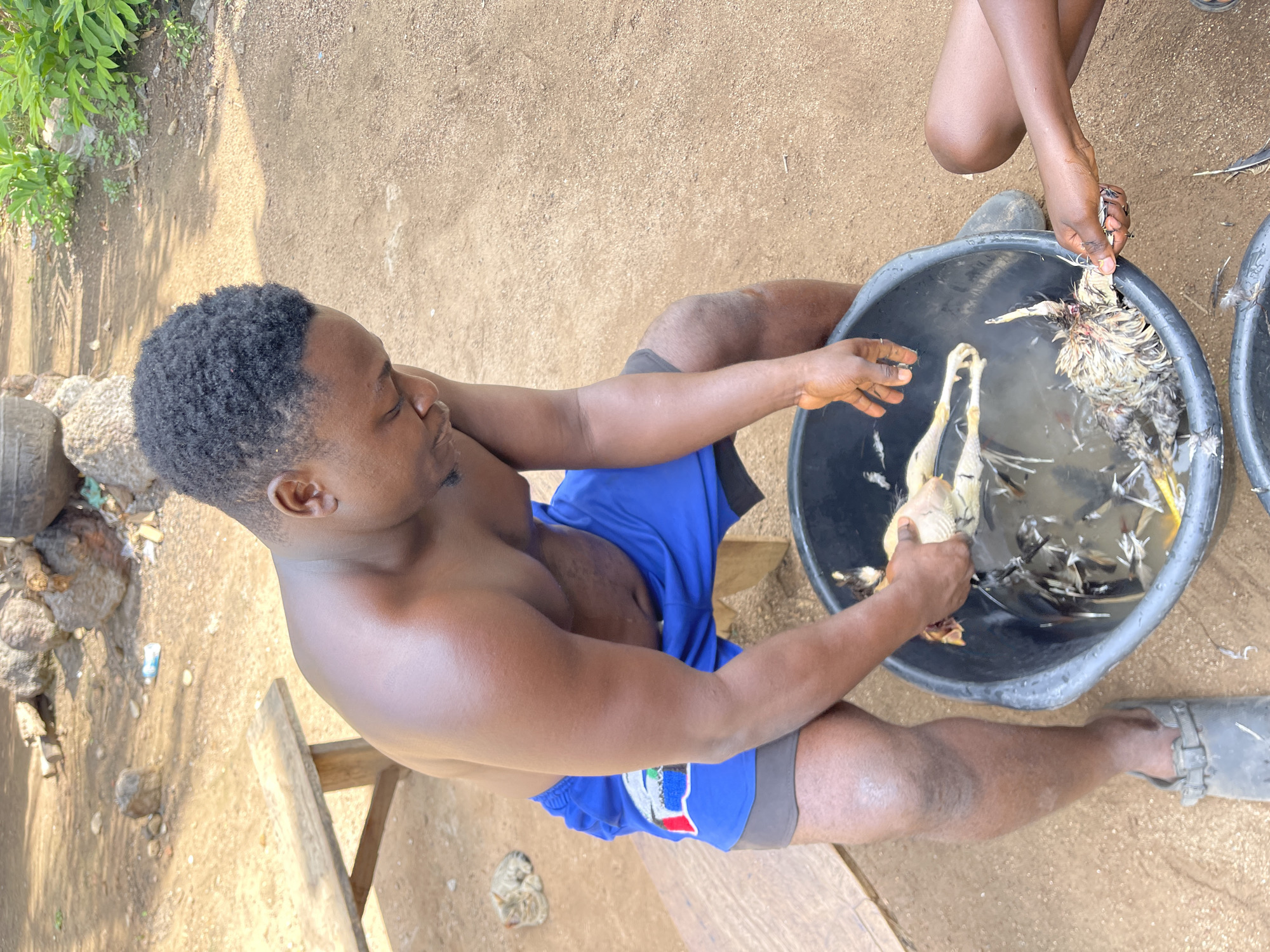 The scene, set outdoors in Akwanga, Nigeria, shows an adult male and a second individual engaged in preparing chickens. The primary subject, a dark-skinned male with short, curly black hair, is shirtless and wears blue athletic shorts over grey compression shorts, with one grey clog on his right foot. He is squatting or kneeling, leaning over a black plastic basin containing water, feathers, and chicken offal. He holds a plucked chicken in his left hand and a partially feathered chicken in his right hand, both over the basin, indicating the act of plucking and washing. A second dark-skinned individual, visible by a lower arm and hand on the right side of the frame, also holds a feathered chicken part over the basin, suggesting assistance in the preparation. The ground is dry, reddish-brown earth. In the background to the left, a rustic wooden bench is present, and further back, large stones and a dark pot are visible. Green foliage is present along the right background, and a small, light-colored kitten is curled up sleeping on the ground near the wooden bench. A discarded blue plastic bottle lies on the ground in the upper background.