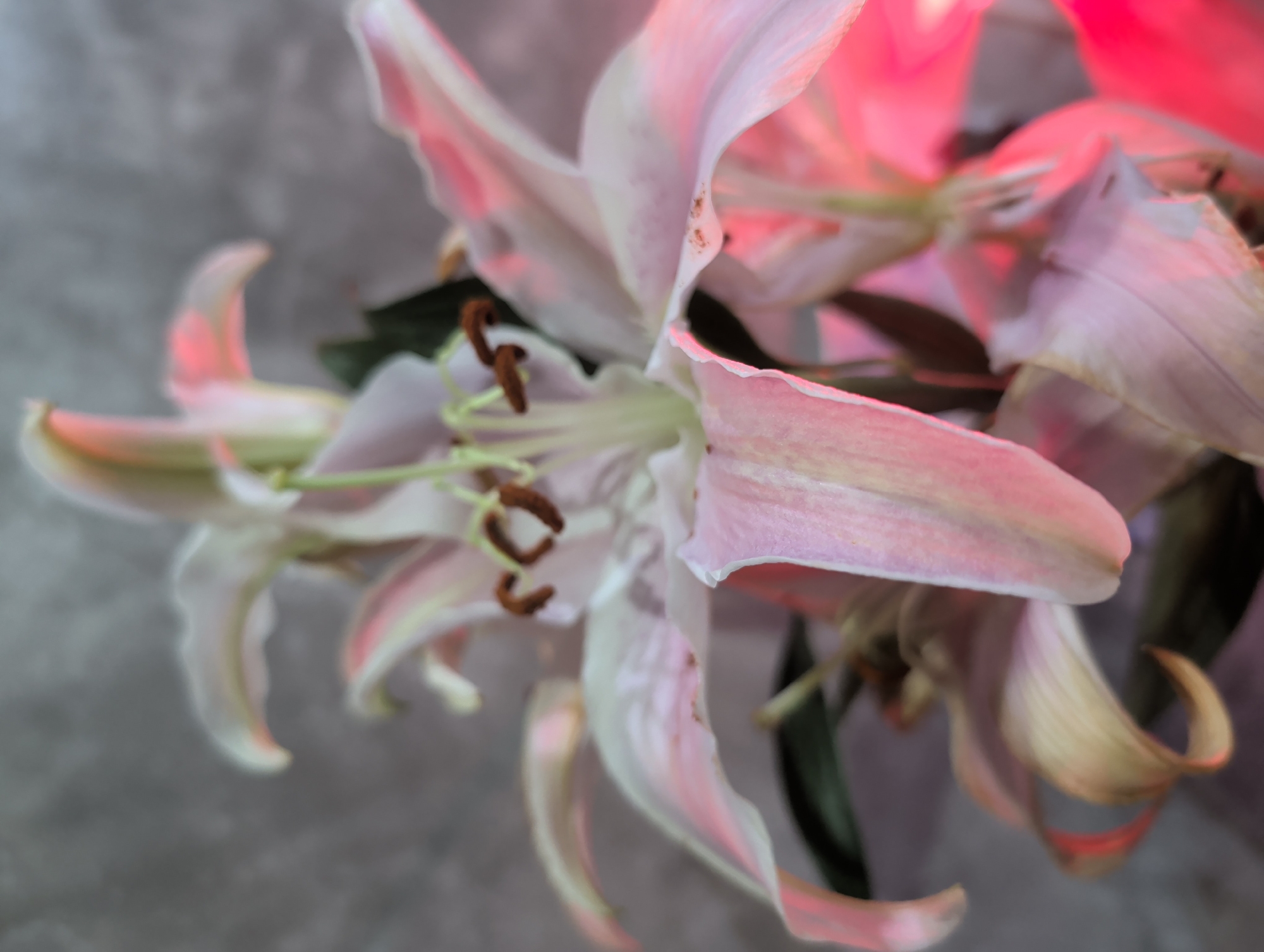 A close-up shot displays a bouquet of pale pink lilies with prominent stamens against a blurred gray background. Some areas of the petals are illuminated with a strong pink light, likely from an external source. The overall composition focuses on the details of the flower's texture and color variations. No specific location in Ko Pha-ngan, Thailand can be determined from the image. There are no visible people, subjects, or interactions. The main object is the bouquet of lilies. The environment is generic.