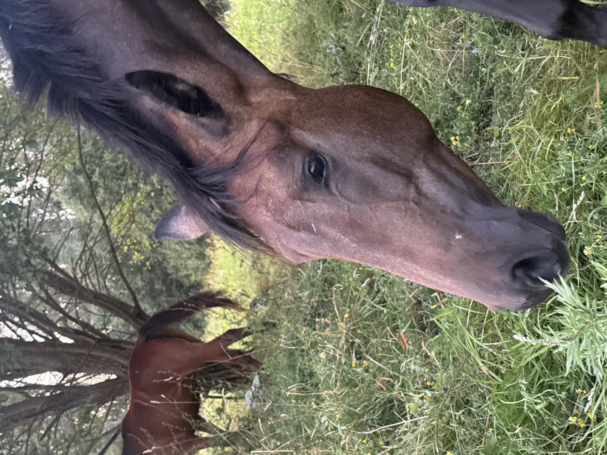 The image shows a close-up of a dark brown horse's head and neck in the foreground, with its nose grazing in tall green grass. The horse's mane is black and slightly tousled. In the background, a lighter brown horse is visible, partially obscured by trees and foliage. The setting appears to be a rural or natural environment with a large tree to the left and lush green grass with small yellow wildflowers scattered throughout. The lighting suggests it may be late afternoon or early evening. The image was taken in the village of Galinė, Lithuania.