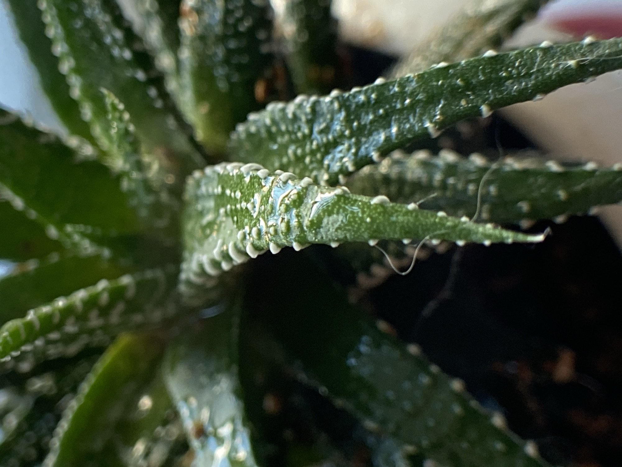 A close-up, macro shot focuses on the succulent leaves of a plant, likely a Haworthia. The leaves are a deep green, elongated, and covered in small, white, raised dots or tubercles, which are particularly prominent along the serrated edges. Some of the leaves appear to have water droplets on their surfaces, reflecting the light and adding a glossy sheen. A few fine, wispy tendrils or white hairs are visible, adding texture to the leaves. The background is dark and out of focus, suggesting the plant is in a pot or a darker setting. The lighting highlights the texture and reflective surfaces of the plant's foliage.