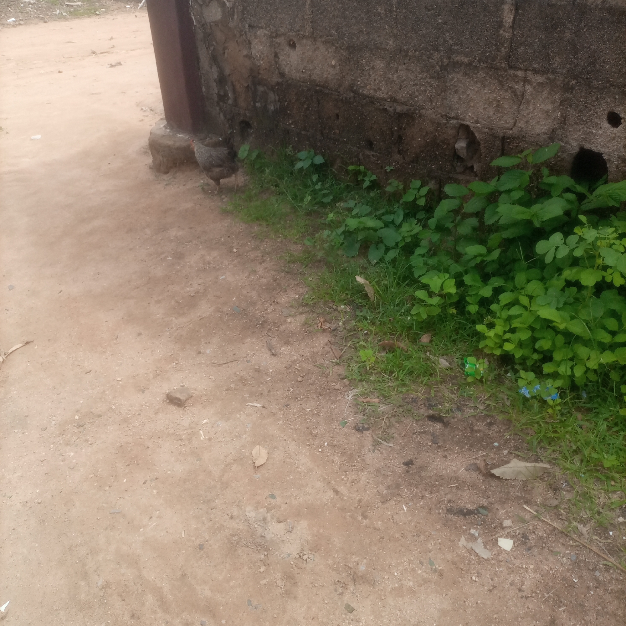 An outdoor scene shows a dirt path next to a rough, concrete block wall in Jalingo, Nigeria. A chicken with speckled brown and white feathers is visible on the path, near the base of the wall. Lush green foliage grows along the base of the wall, with some of the plants extending onto the edge of the dirt path. The ground is covered with reddish-brown dirt and small stones, with some scattered dry leaves and debris. A dark, vertical object, possibly a pole or pipe, is present on the left side of the image, partially obscured by the foliage. The overall environment suggests an outdoor area adjacent to a building in an urban or semi-urban setting.