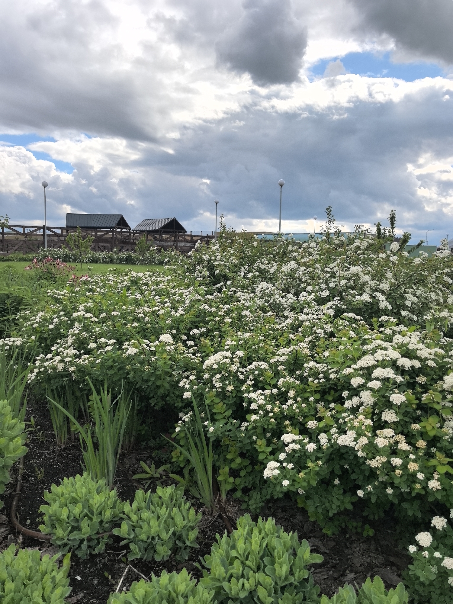 The image depicts a flower bed in what appears to be a park or garden. The foreground features low-lying, green succulent plants and tall, thin green plants. A large bush covered in white flowers fills the middle ground, partially obscuring a wooden fence and two small structures with dark roofs in the background. Above the structures, there are tall streetlights. The sky is overcast with large, gray clouds and patches of blue. Based on the request, this scene would be located in the city of Perm, Russia.