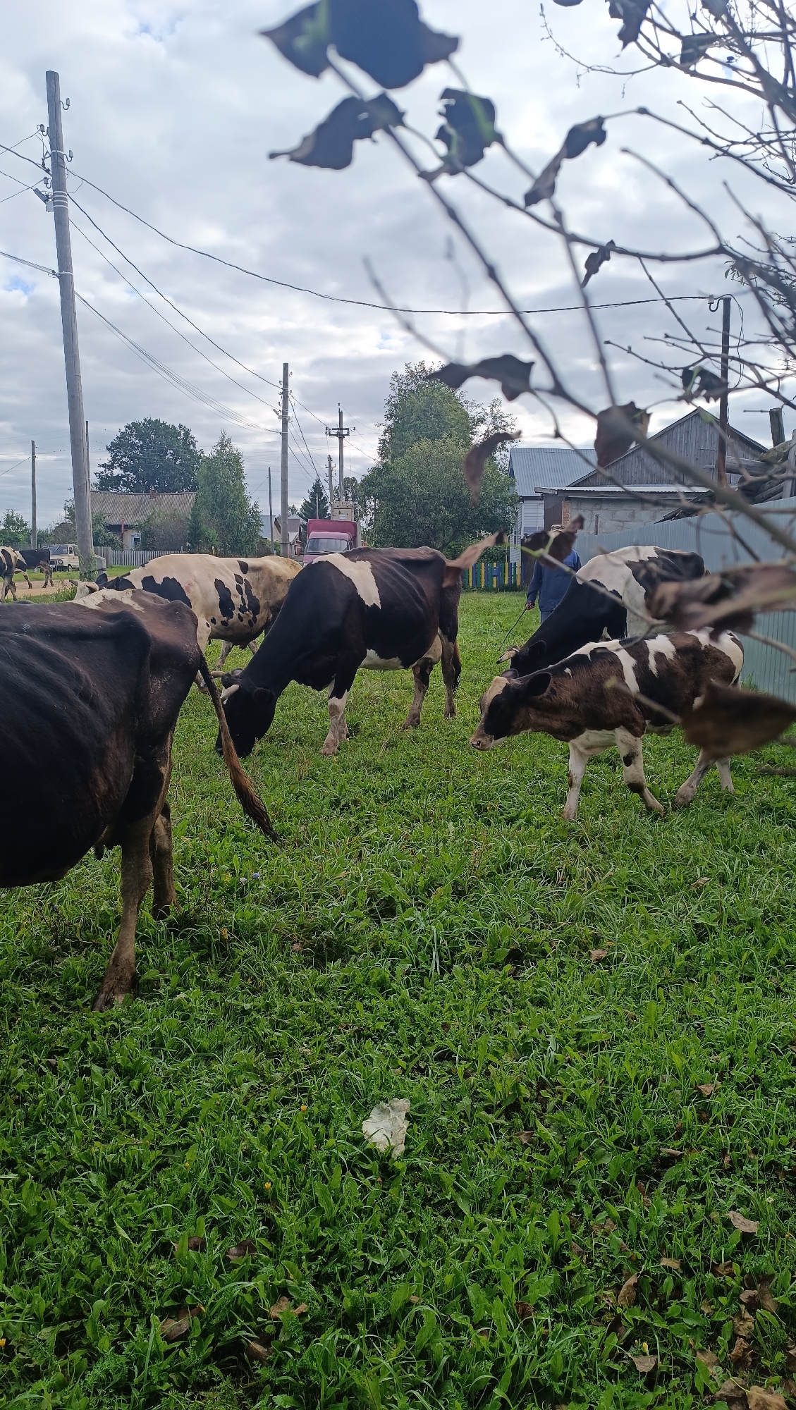 In Karsha, Russia, a herd of cows grazes on a lush green meadow under a cloudy sky. The cows, a mix of black and white and solid black, are scattered across the field. One cow in the foreground faces away from the camera, its hindquarters prominent, while another, a calf with brown and white markings, stands slightly to the right, looking forward. Further back, a black and white cow is bending down, seemingly grazing, and another cow with a similar pattern is visible behind it. A person in a dark blue garment walks in the background, holding a rope that is attached to one of the cows. The environment includes a residential area with houses and a fence visible in the distance, as well as utility poles and wires stretching across the sky. Dried leaves and a piece of white debris are scattered on the grass. The foreground is partially obscured by blurred branches and leaves, suggesting the photograph was taken from a hidden vantage point.