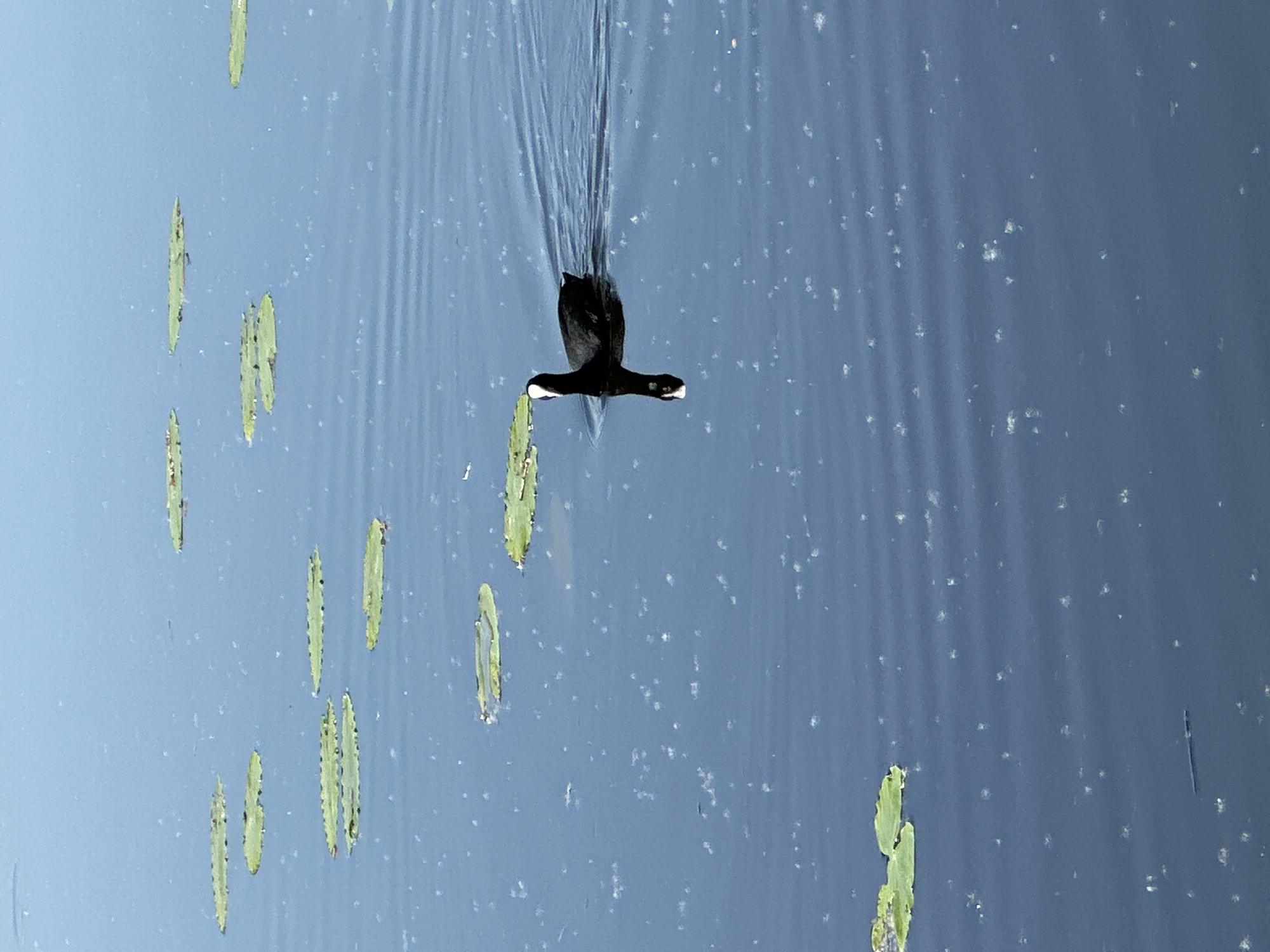 A black duck swims in a body of water covered with lily pads. The duck is moving quickly, as evidenced by the water spraying behind it. The water is a dark blue color.