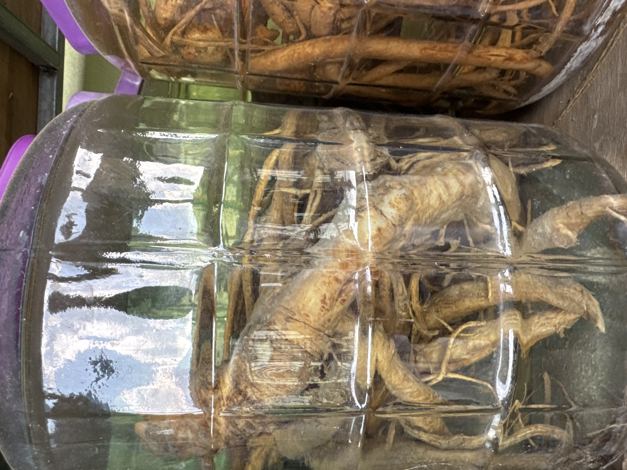 Two large, clear glass containers are stacked, containing dried roots. The containers are square-paneled and have purple lids. The roots are light brown. The background shows green foliage and muted light, suggesting an outdoor location. The location is Cốc Pài, Vietnam.