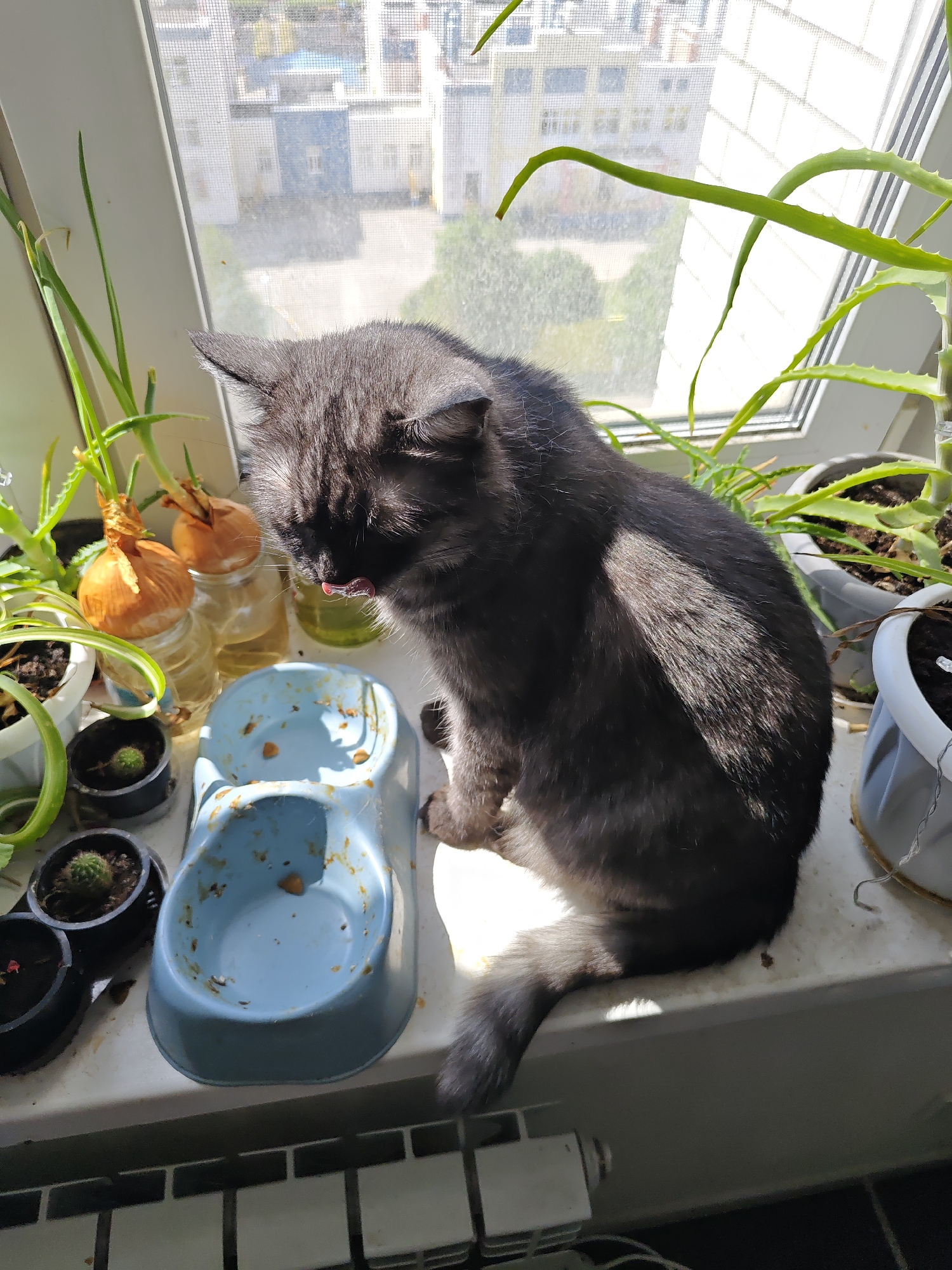 A black cat is sitting on a windowsill next to a blue pet bowl and several potted plants, including onions growing in water jars and small cacti. The cat is licking its lips and appears to be looking down at the bowl. The windowsill is in front of a window with a view of buildings and trees outside. Sunlight is streaming in, casting shadows on the cat and the windowsill. The scene is lit by natural light.