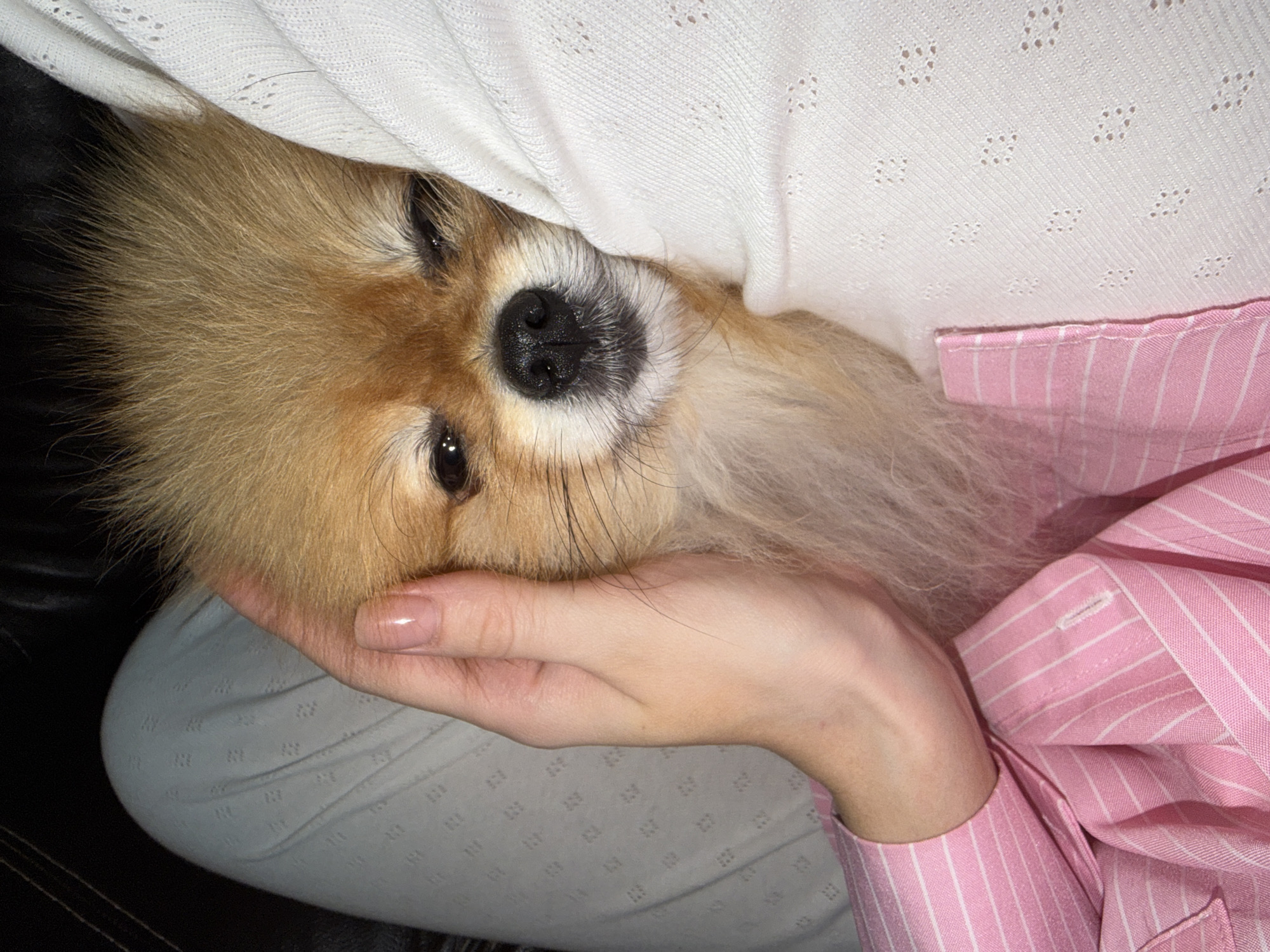 An overhead shot captures a small, fluffy dog being held affectionately by a person indoors. The primary subject is a light brown and orange Pomeranian-type dog with a black nose and dark, expressive eyes, looking directly towards the viewer. Its head rests comfortably in the palm of a person's hand, whose fingers are gently cradling its muzzle. The person's hand has neatly manicured, nude-colored nails.
The person is wearing a pink and white striped long-sleeved shirt, visible by its cuff and a portion of the front, possibly a collar or lapel area. A white, textured fabric, resembling a blanket or sweater with a repetitive dotted or square pattern, partially covers the dog and the person's upper body. Below the person's hand, light-colored pants with a similar subtle textured pattern are visible, suggesting the person is seated. A dark, possibly leather, surface serves as a background element on the left side of the frame.
The activity taking place is a tender moment of interaction and comfort between the dog and its owner. The dog appears calm and content, suggesting a peaceful and affectionate atmosphere. There is no visible text in the image. The setting is an indoor space, likely a home, with soft lighting indicative of a relaxed environment. Location context: Khimki, Russia.