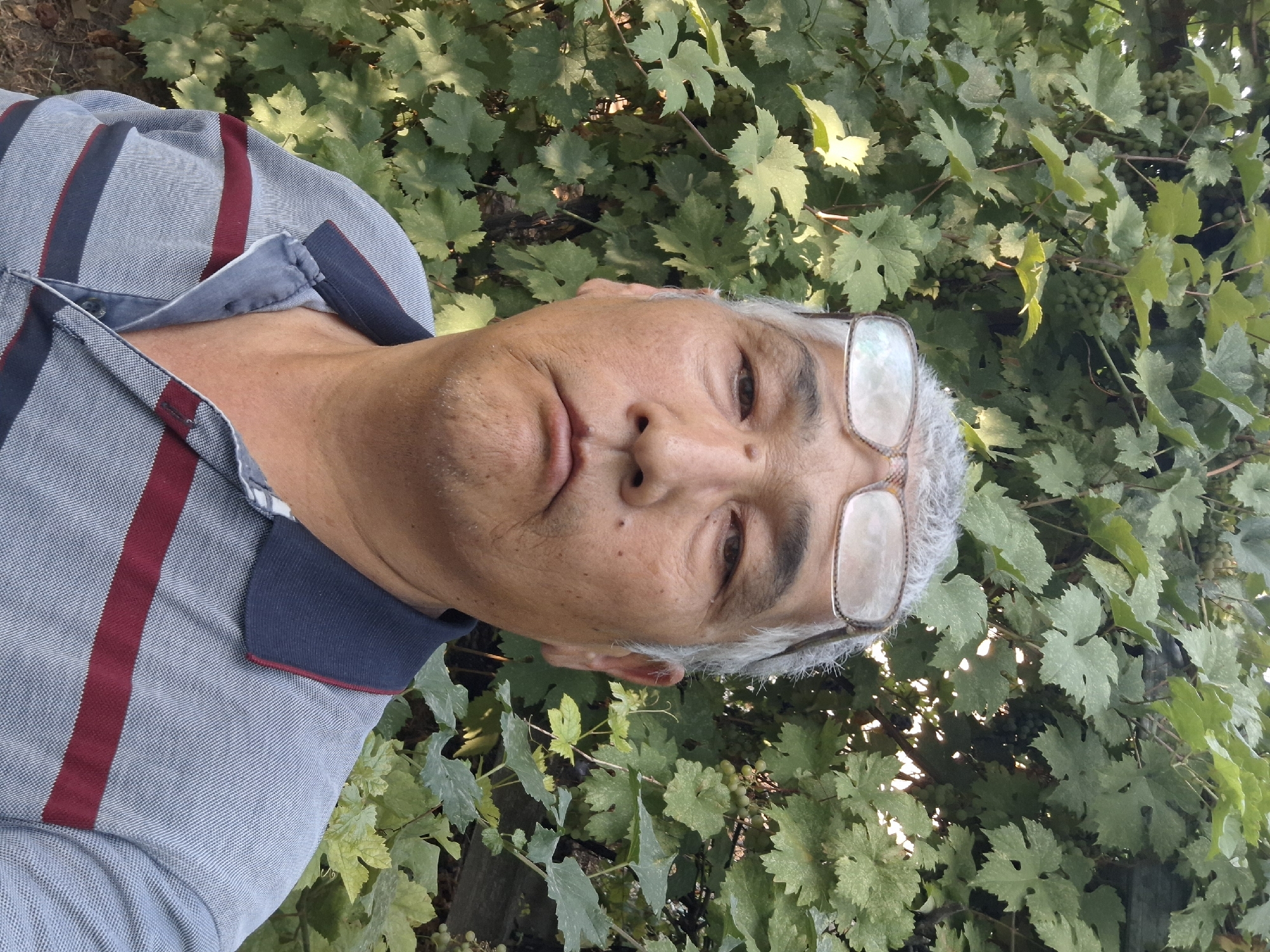 An adult male with graying hair and glasses perched on his forehead stands in front of a dense green vine-covered wall. He wears a light blue and gray striped polo shirt with thin burgundy stripes. The man is looking directly at the camera with a neutral expression. The background consists of numerous grape leaves and some unripened green grapes. The lighting suggests it is daytime. There is no information within the image to indicate a specific location in Almaty, Kazakhstan.