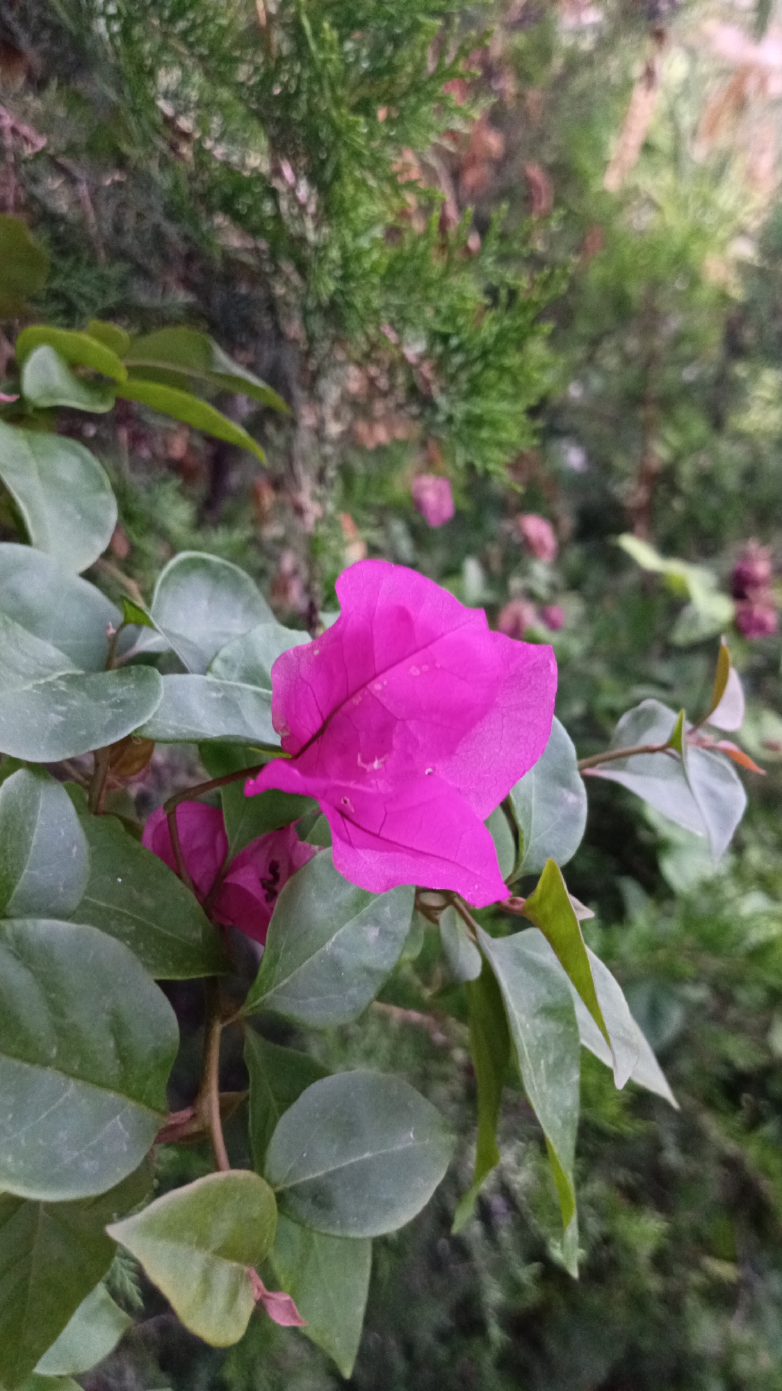 A close-up, vertical, eye-level shot captures a vibrant magenta bougainvillea flower in bloom, with its papery bracts unfurling. The flower is surrounded by lush, green foliage. In the background, a dark green, coniferous shrub adds texture and depth to the scene. The lighting suggests an overcast day, with soft, diffused light illuminating the subjects. The image was taken in Ashtarak, Armenia.
