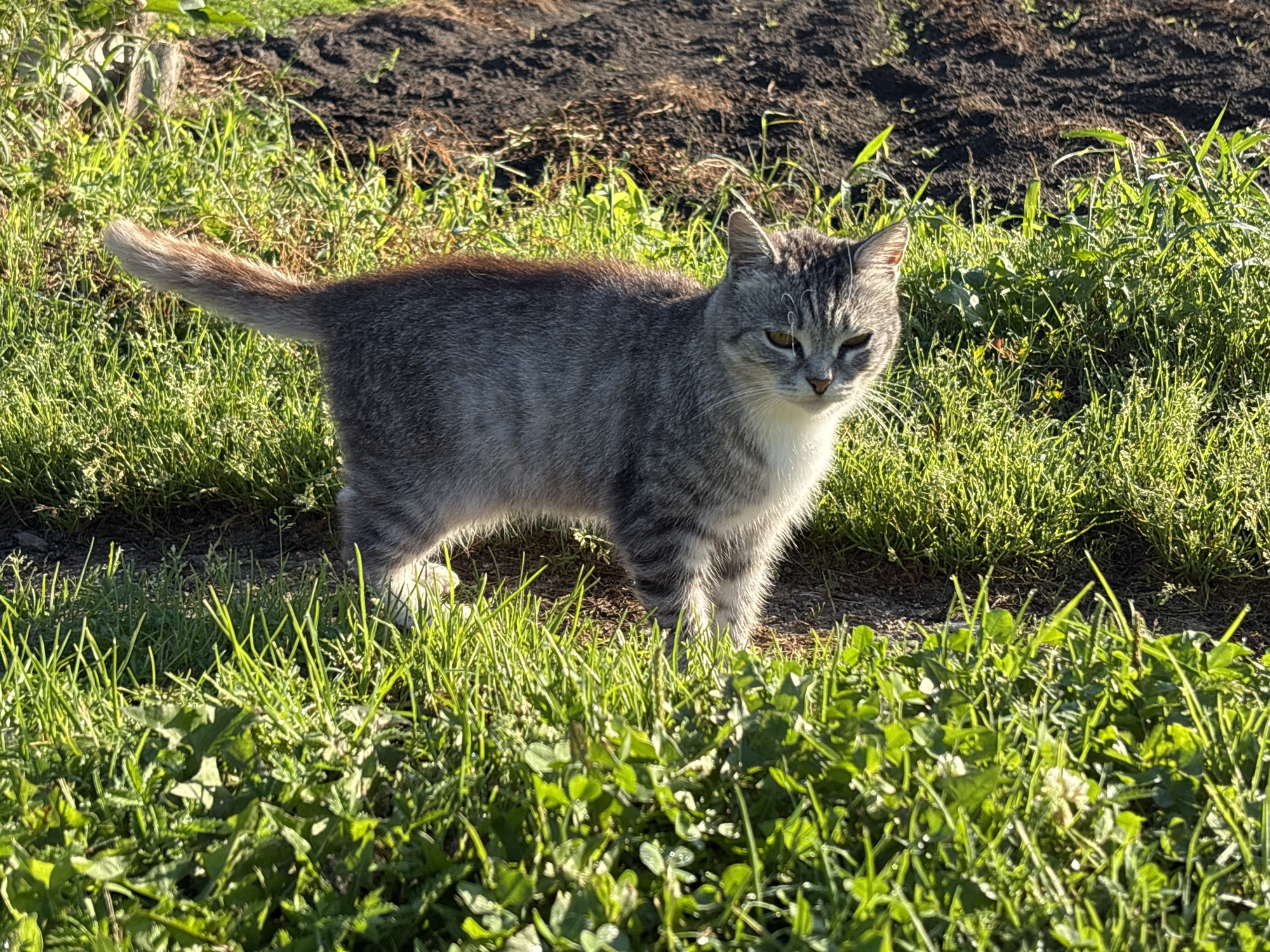A tabby cat stands in green grass in a rural setting. The cat is gray with dark stripes and white fur on its chest and chin. It is looking to the right with its ears slightly tilted. The background consists of darker soil and more green vegetation. The scene appears to be in the city of Семибратово, Russia, likely in a backyard or garden area.