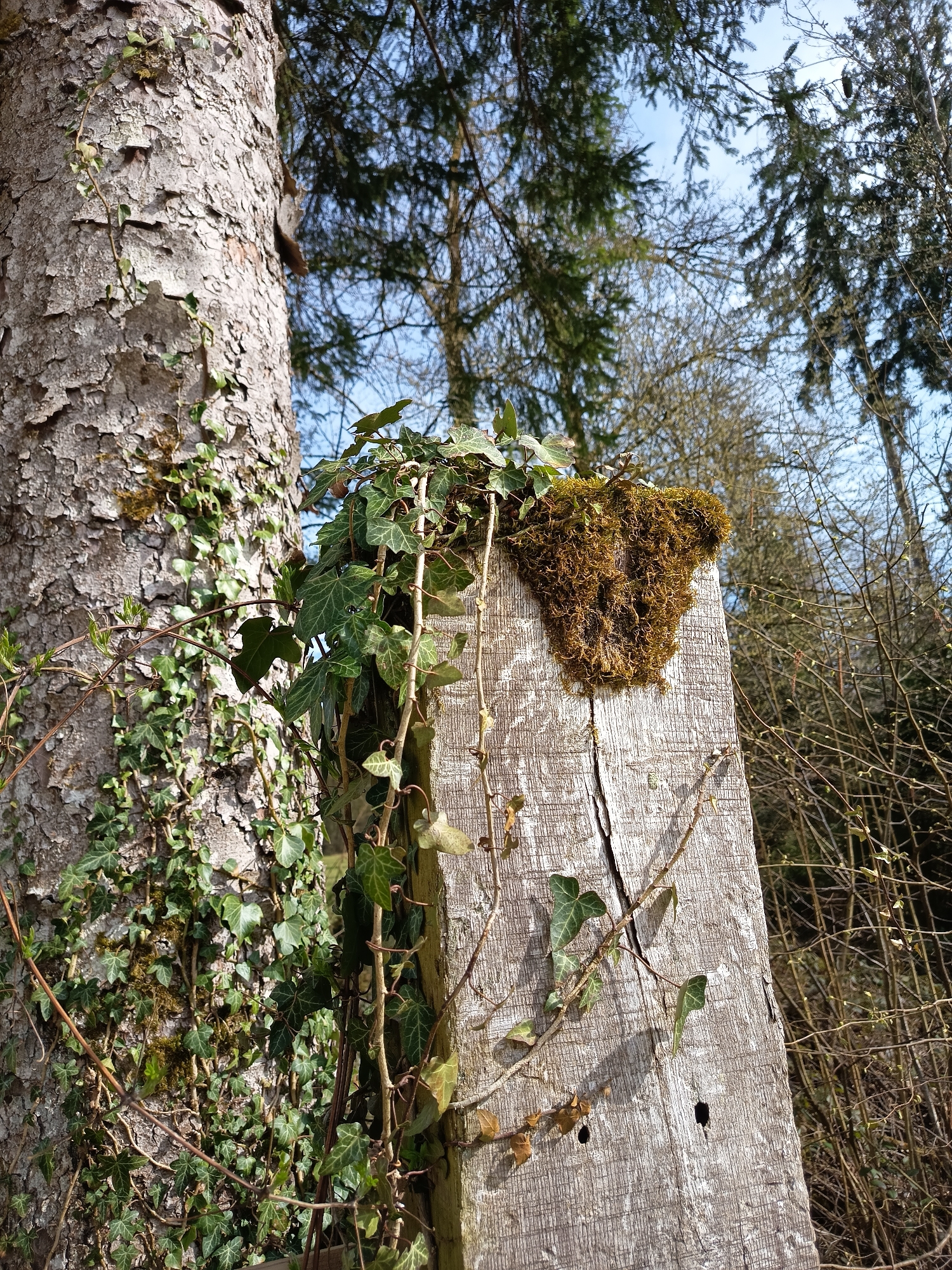 The image shows a tree trunk covered with ivy next to a weathered wooden post in an outdoor setting. The post is topped with a patch of moss. The sky is visible through the trees in the background. The scene is likely in a forest or wooded area and located in Härkingen, Switzerland, as specified.