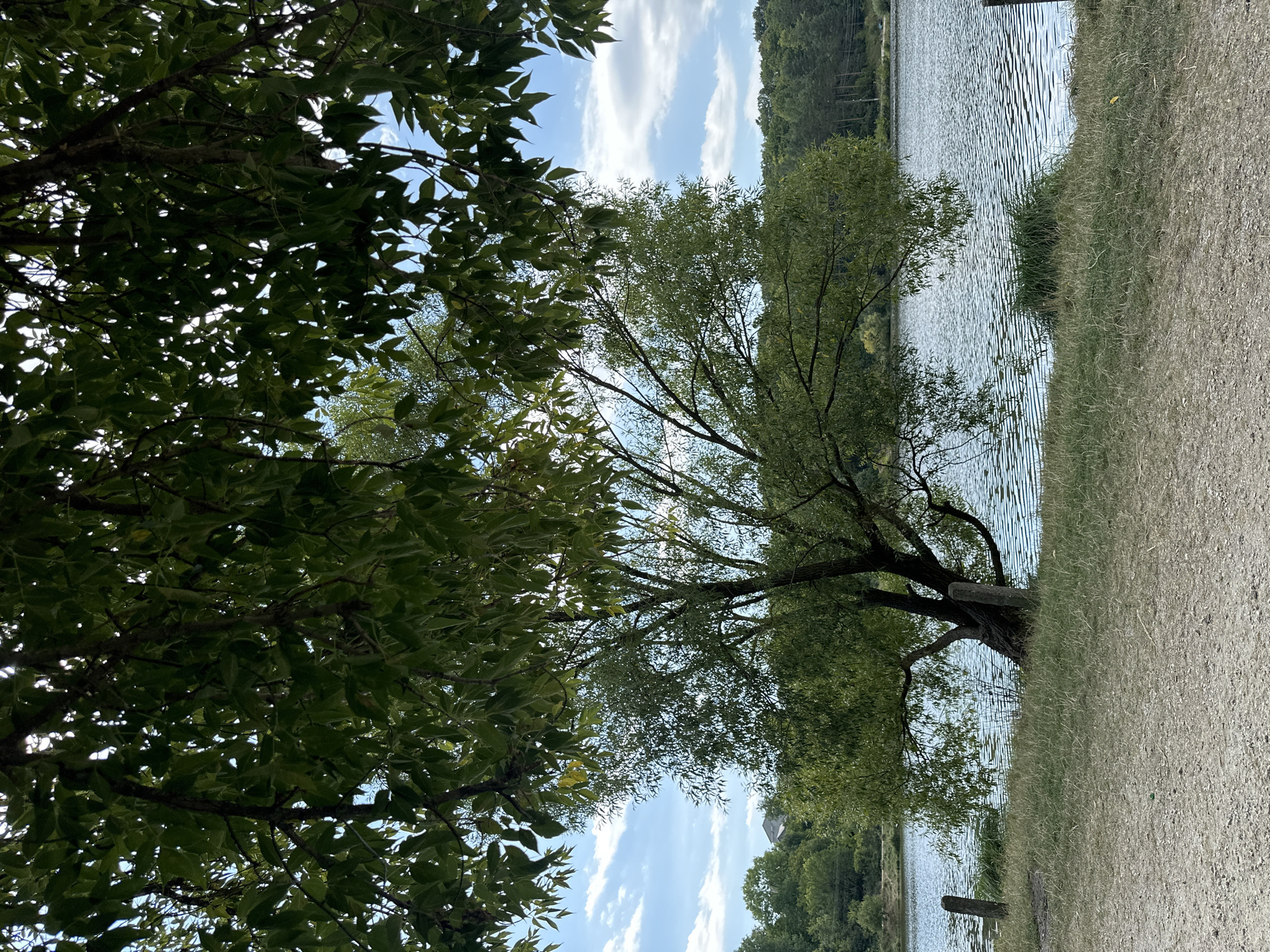 The image depicts a natural landscape with a body of water in the background. In the foreground, there is a dirt path and dry grass, with two weathered wooden posts on the left side of the frame. A large tree with dense green foliage stands prominently near the water's edge. The water is rippling, suggesting a gentle breeze. Behind the water, a treeline is visible, with a few buildings peeking through the trees on the far left. The sky above is blue with scattered white clouds. This scene is located in the city of Makiv, Ukraine.