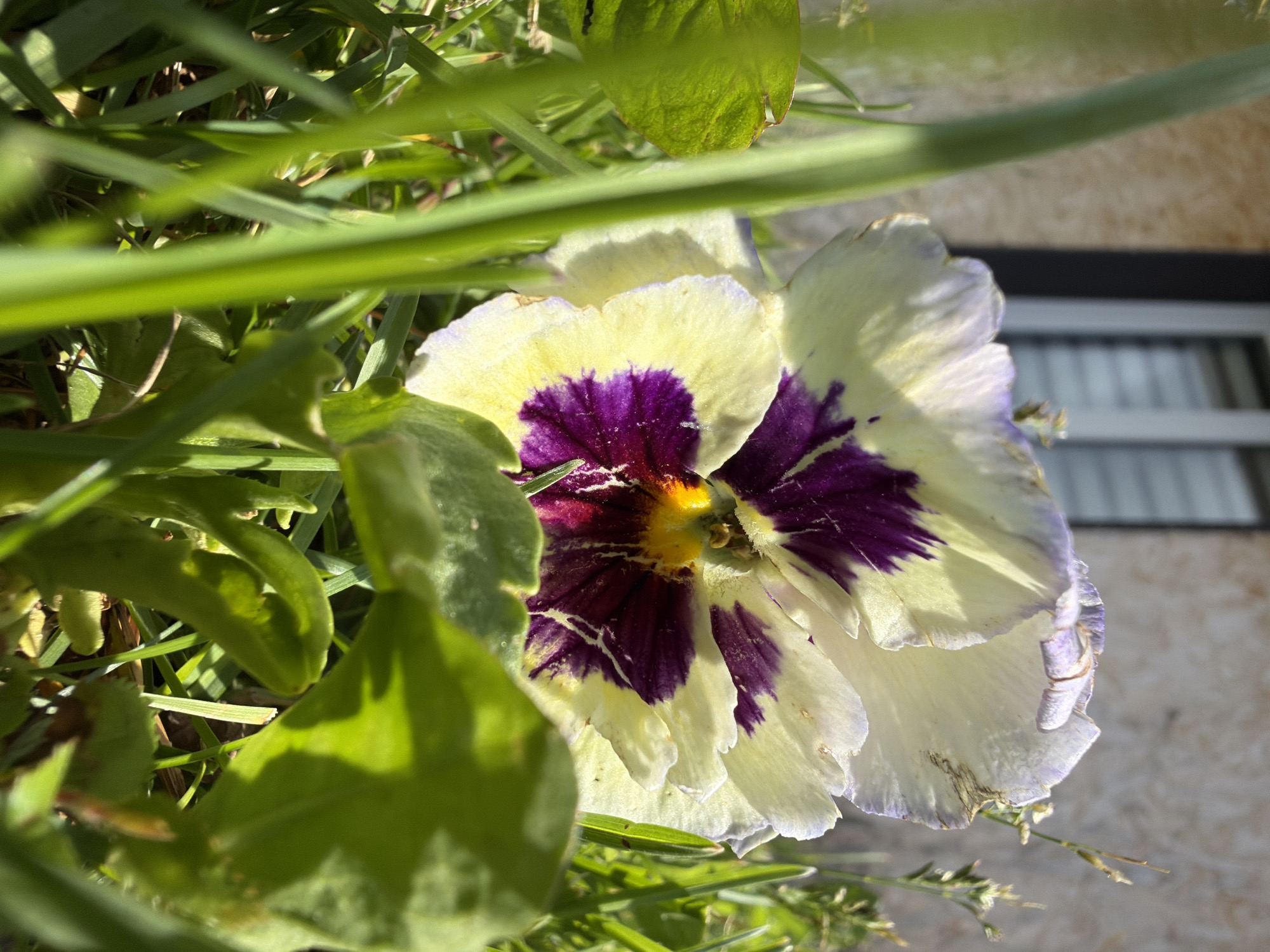 A close-up, low-angle photograph shows a partially bloomed pansy flower in soft focus. The flower's petals are primarily a creamy yellow, with striking dark purple markings radiating from the center. A vibrant yellow stamen is visible at the flower's core. The pansy is situated amidst green grass and other foliage, with some blades of grass and leaves in sharp focus in the foreground, obscuring parts of the flower. In the blurred background, a beige-colored building with a window is visible. The lighting suggests a sunny day. The image is not located in Shumki, Russia.