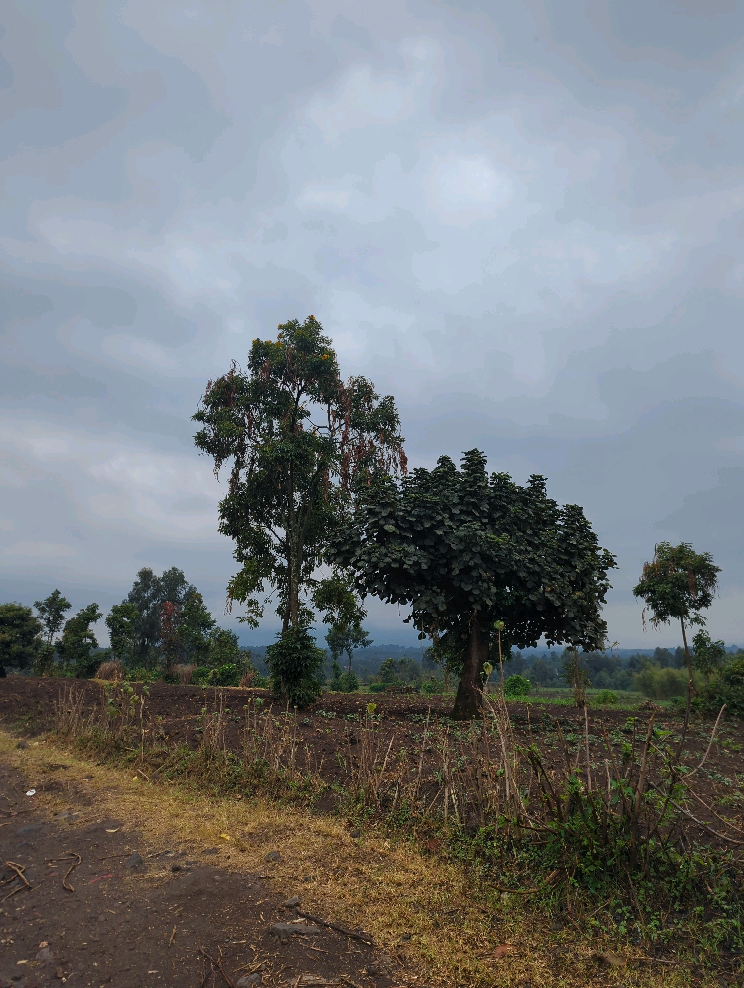 The image shows a rural landscape in Musanze District, Rwanda, under an overcast sky. In the foreground, a dirt road borders a field with dry grass and tilled soil. Several trees of varying sizes are scattered across the scene, with one large, leafy tree to the right and a tall, thinner tree with hanging seed pods to the left of center. In the background, a line of trees and hills are visible, suggesting a slightly elevated terrain. There are no people or animals present in the image. The overall atmosphere is tranquil and natural.