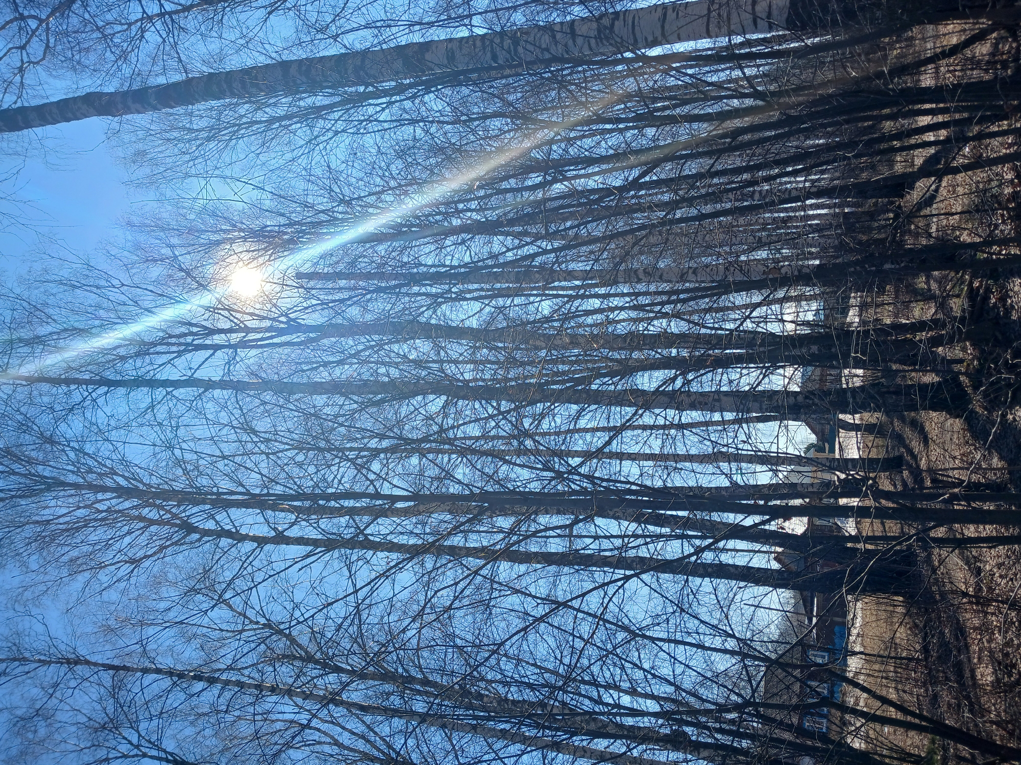 The image, originally oriented vertically, captures an upward view through a dense arrangement of bare tree branches against a clear, bright blue sky. Numerous tall, slender trees with intricate, dark branches dominate the scene, suggesting a late autumn, winter, or early spring season. The sun is prominently featured towards the upper left, creating a brilliant white light and a distinct lens flare that streaks across the sky.
On the right side of the image, the ground is visible, appearing to be covered with dry leaves or grass, with long, sharp shadows cast by the tree trunks, indicating a bright and sunny daytime. In the background, partially hidden by the thicket of trees, faint architectural elements of distant structures are discernible; one building appears to have a blue-colored exterior and white window frames. The scene portrays a serene, sunlit natural environment, likely a forest edge or parkland. No specific activity is taking place, and no text is visible.