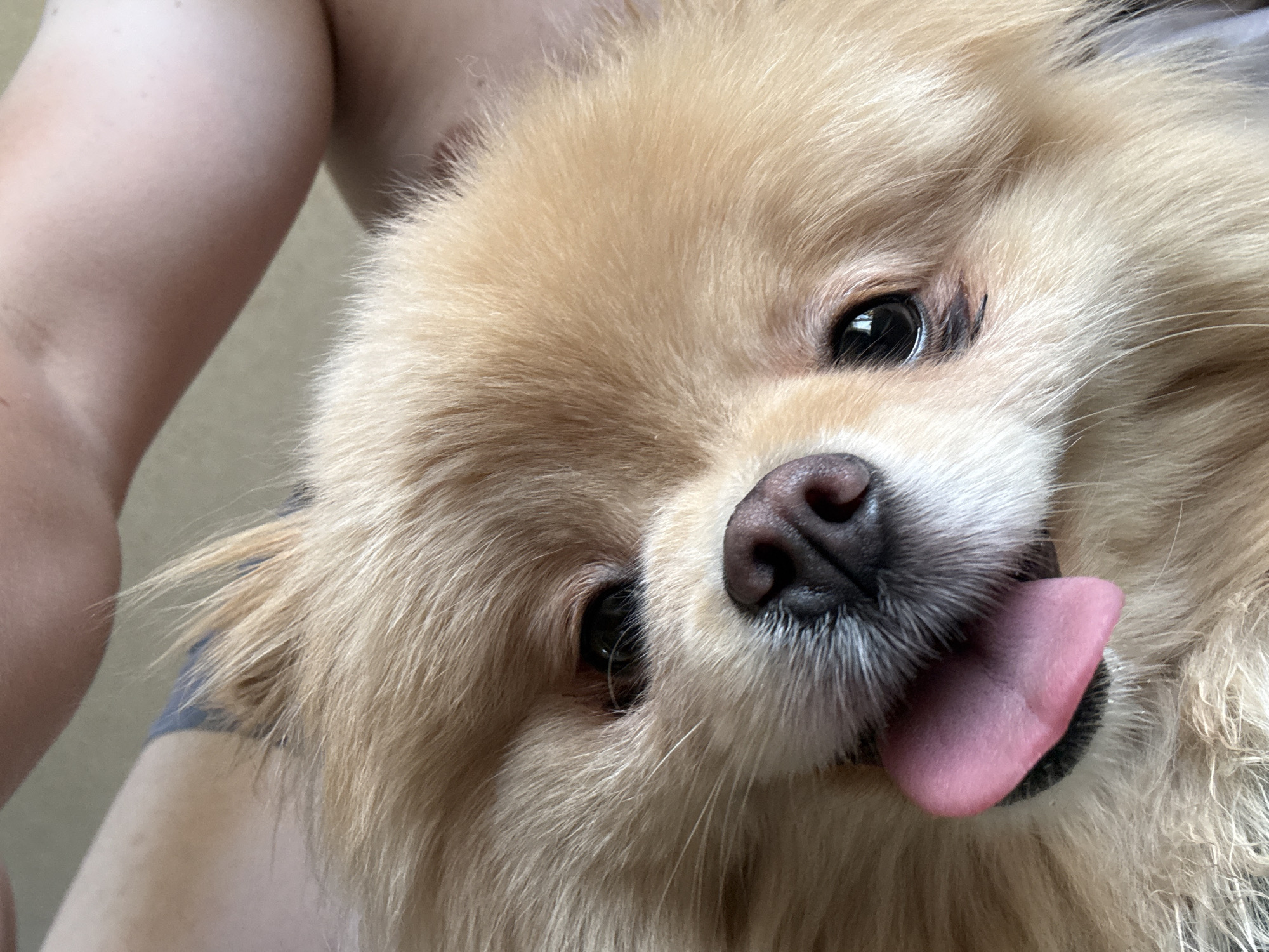 A close-up, overhead shot features a Pomeranian dog with its tongue lolling out. The dog's fur is a light tan color, and its eyes are dark and beady. The dog appears to be resting on someone's lap, as indicated by the visible skin and fabric in the background. The location is Unknown, Unknown.