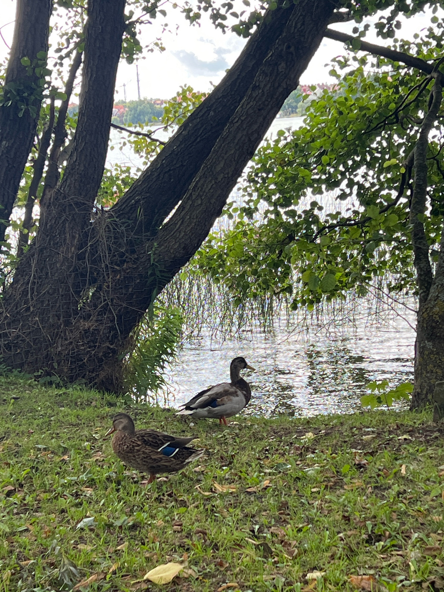 This image depicts a natural scene by a body of water, likely a lake or river, near Mrągowo, Poland. In the foreground, two ducks are present on a grassy bank covered with fallen leaves. One duck, predominantly brown with some iridescent blue and white markings on its wing, stands facing left. Another duck, similar in coloration, is partially visible to the right and slightly behind the first, facing forward. The water's surface is shimmering, reflecting the light, and is partially obscured by thin, vertical reeds or aquatic plants along the edge. Dense foliage and tree trunks frame the scene, with large trees on the left and right, their branches extending over the water. In the background, across the water, there is a visible shoreline with buildings and trees, and some distant construction cranes can be seen against a cloudy sky. The overall impression is one of a tranquil, outdoor environment.