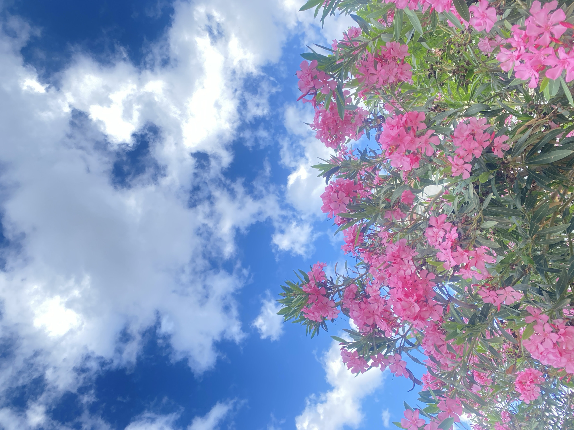 The image shows pink oleander flowers and leaves against a bright blue sky with scattered white clouds. The perspective is looking upward into the tree. The location is likely Alanya, Turkey, based on the common presence of oleander trees in the region.