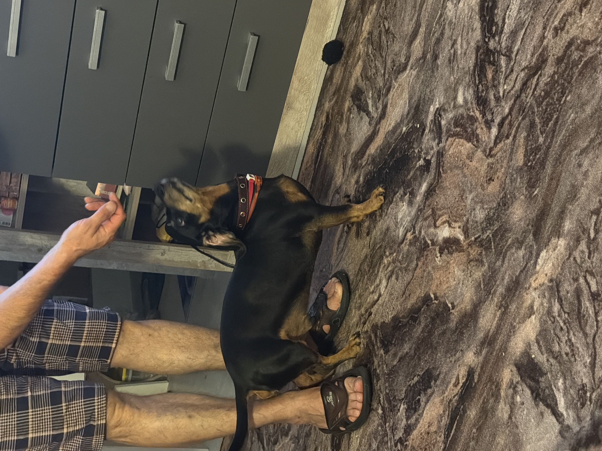 A black and tan dachshund stands on a marbled floor, looking up at a person's hand holding a treat. The person is wearing plaid shorts and flip-flops. In the background, there is a gray dresser with silver handles. A black, fuzzy ball is on the floor near the dresser. The scene appears to be indoors, likely in a residential setting. There is no indication of the location being in Kaliningrad, Russia.