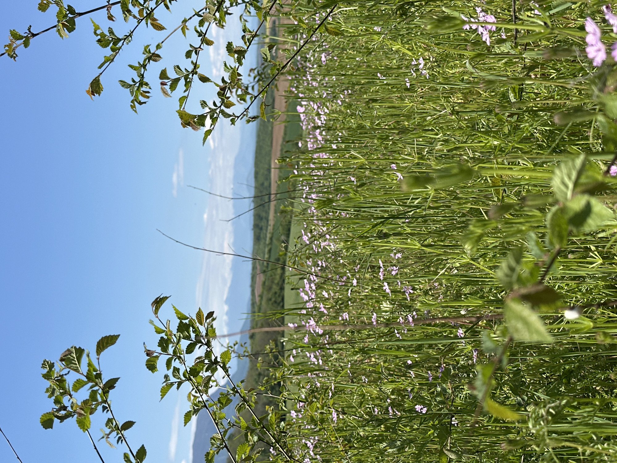 The image shows a view of a meadow with tall green grass and small purple flowers in Lilyache, Bulgaria. A clear blue sky is visible in the background. Branches with green leaves frame the top and bottom of the image, suggesting a perspective taken from within foliage. A distant landscape with hints of mountains can be seen on the horizon. There are no people visible in the image.