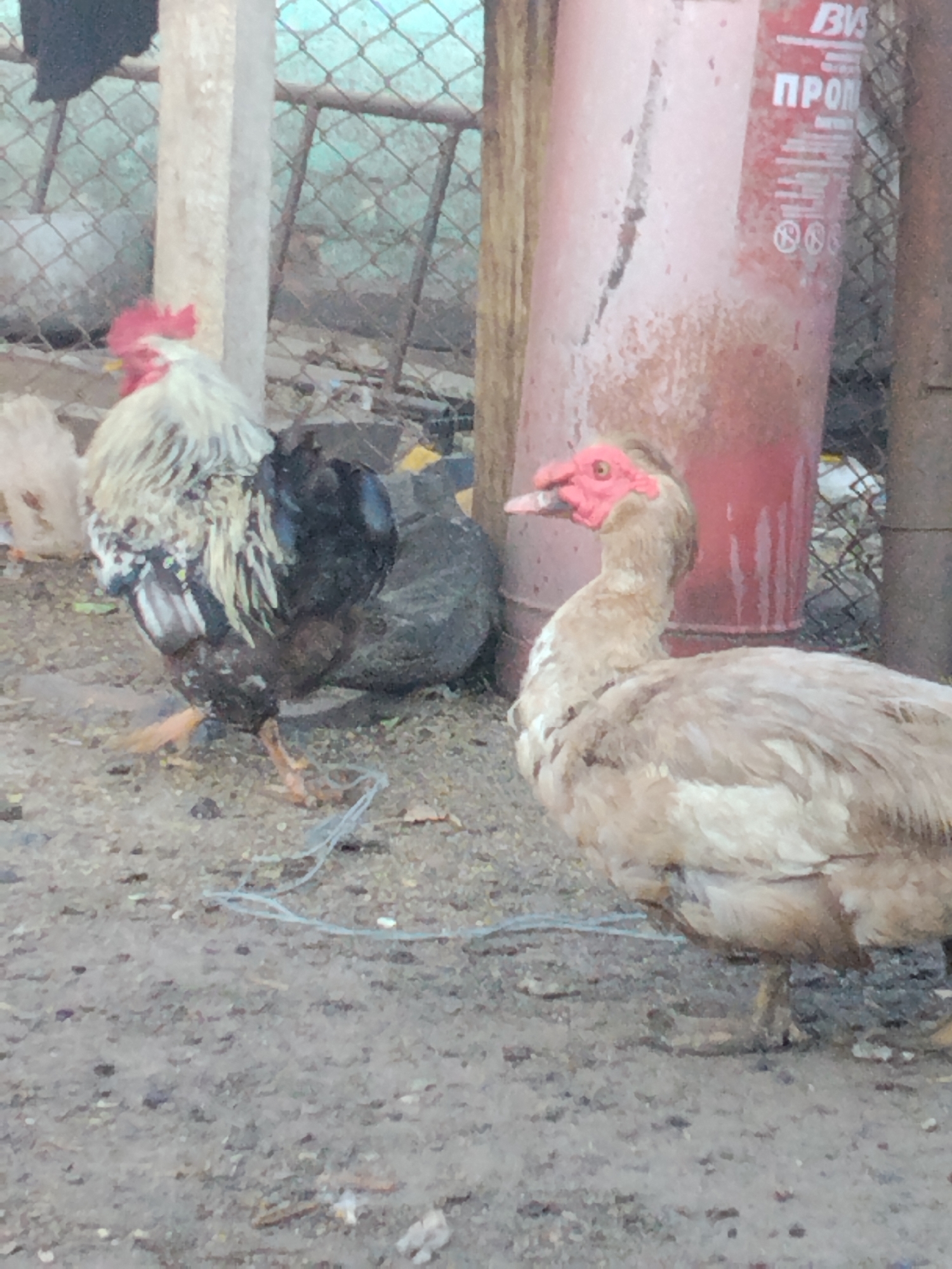 A rooster with white and black plumage stands on a dirt ground. Beside it, a light brown duck with a red face is facing right. In the background, a red tank is visible, along with a metal fence. The scene appears to be outdoors in a rural or farm-like setting, possibly in the city of Ustyvytsia, Ukraine.