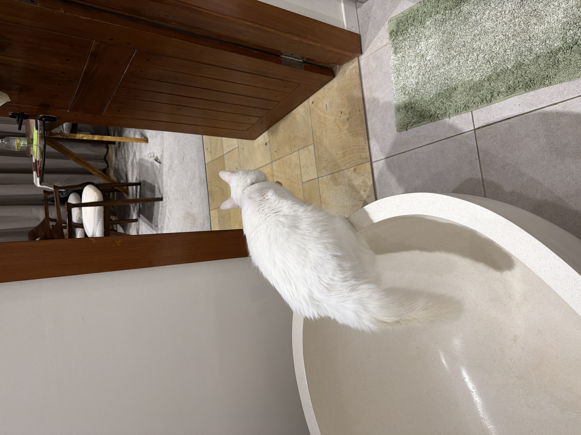A white cat is standing in a white bathtub in a bathroom. The bathroom has beige tile flooring and a green bathmat. A wooden door is partially visible in the background. The location is unknown.