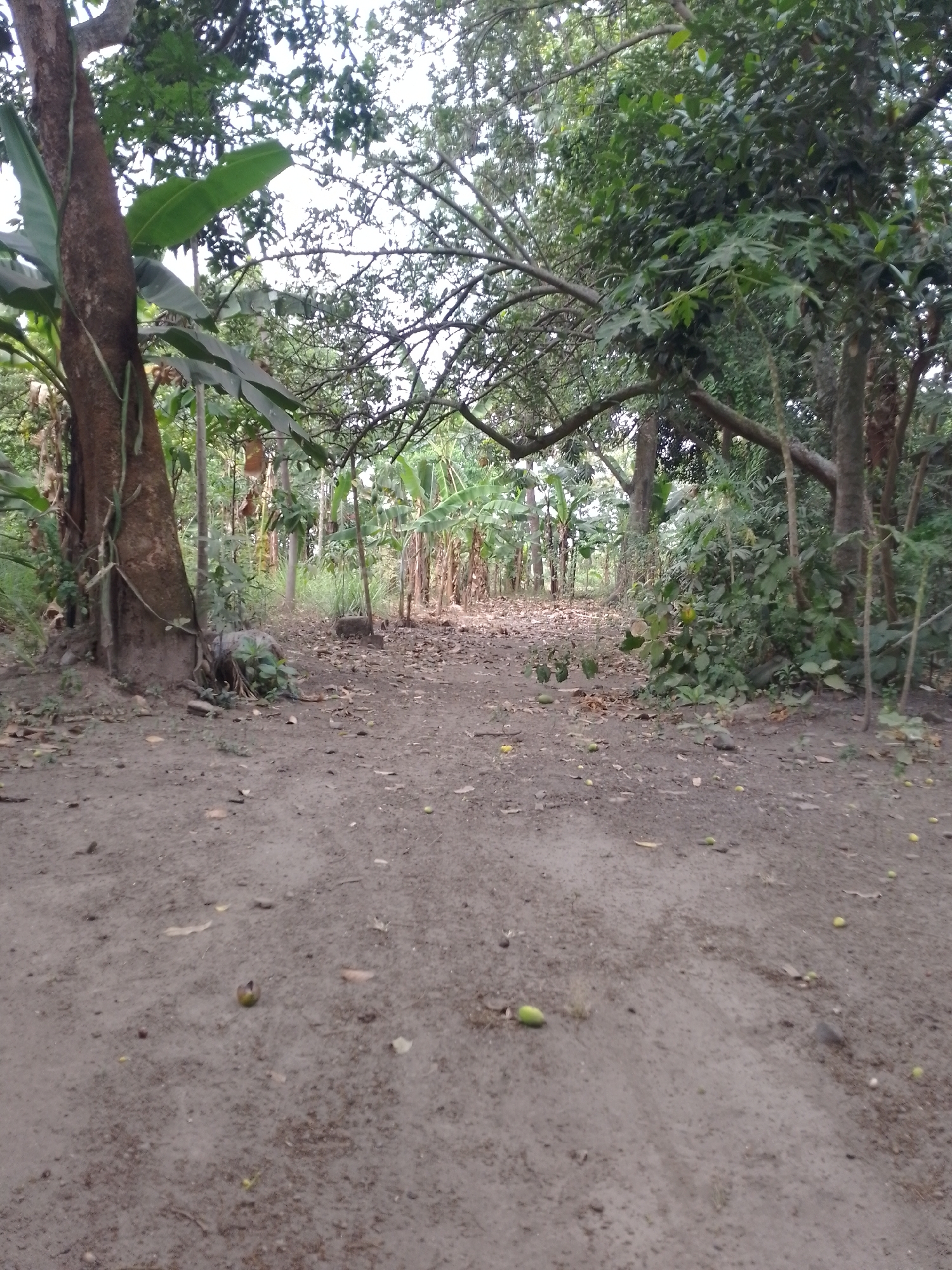 A ground-level, full shot captures a dirt path winding through a lush, tropical environment, possibly the city of Kauman, Indonesia. The path is lined with dense foliage, including banana trees with their large, broad leaves. In the foreground, the path is sparsely covered with fallen leaves and scattered green fruits, some of which appear to be ripe. To the left, a large tree with rough, brown bark dominates the frame, with vines growing along its trunk. Further into the scene, more trees and dense undergrowth create a shaded canopy, with patches of bright sky visible through the leaves. The overall impression is one of a secluded, natural setting. There are no people or animals visible in the image.