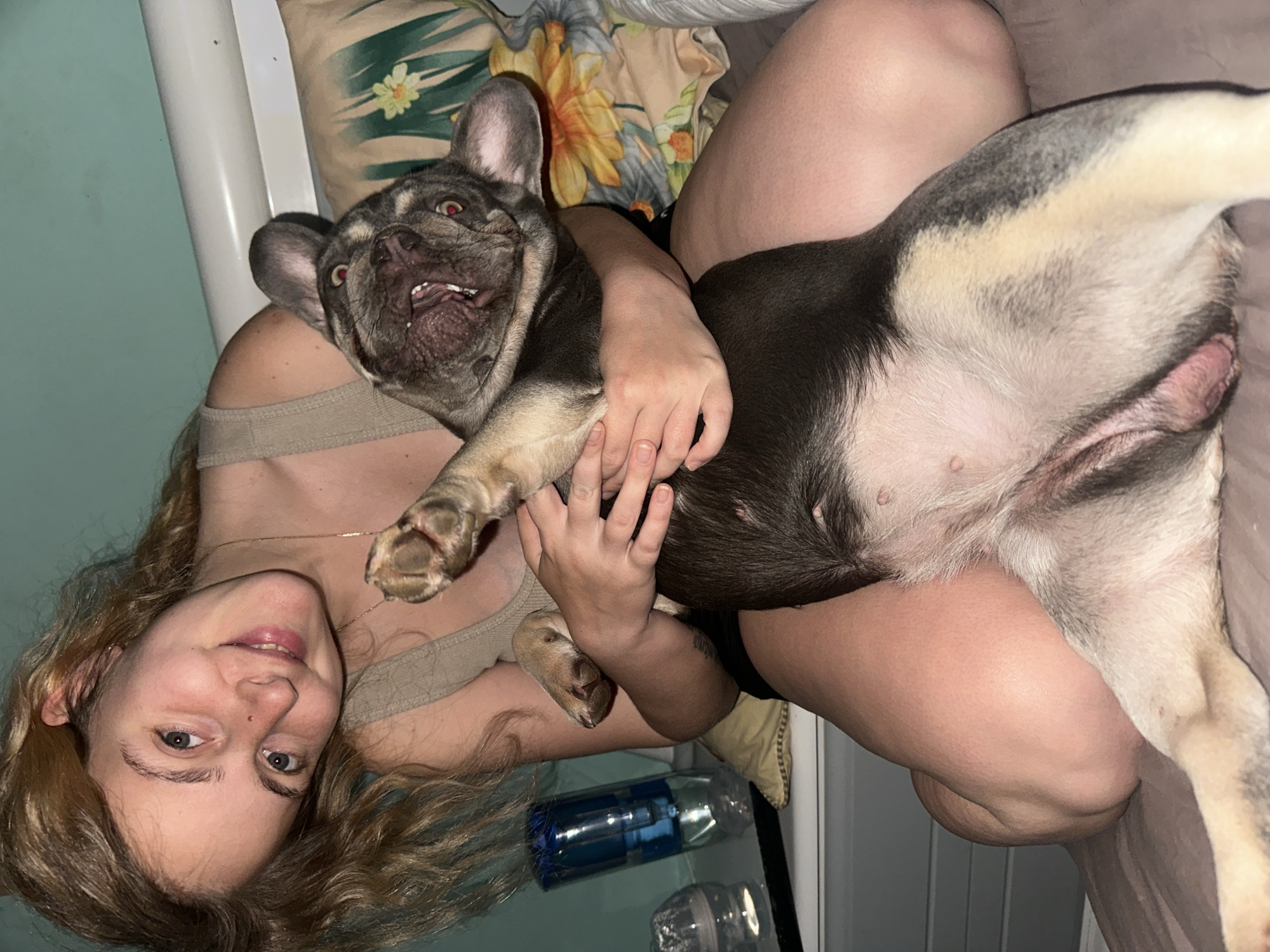 The image displays a young adult female interacting with a brindle and tan French Bulldog in an indoor setting. The female, with light brown hair and wearing a beige sleeveless top, is seated and smiling directly at the viewer with her head tilted. She cradles the dog, which lies on its back across her lap, its mouth open revealing teeth and tongue, and its eyes exhibiting a red-eye effect. The dog's front left paw is raised, and its exposed abdomen and penis are visible. The female's right hand rests on the dog's chest. The background features a light teal wall and a white headboard or furniture element. A pillow with a floral pattern of yellow and orange flowers and green leaves is situated behind the dog. On a surface to the left, a blue plastic water bottle with a straw and a clear plastic bottle are present. The location is an unknown interior space in the city of Unknown, Unknown.