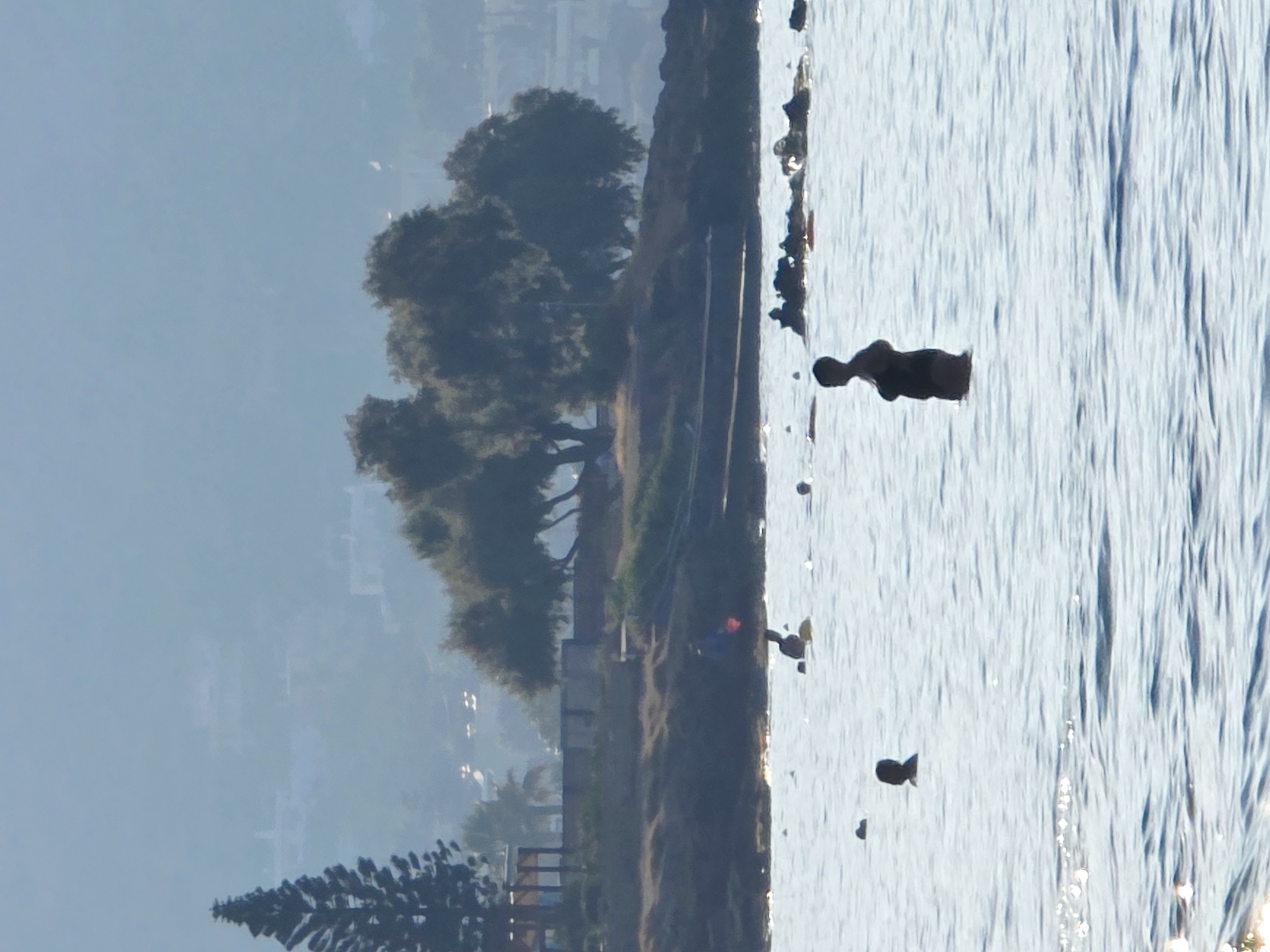 The image shows a serene coastal scene with people enjoying the water. In the foreground, the calm sea reflects the sunlight, creating shimmering patterns on the surface. Several individuals are visible in the water. A person, silhouetted against the bright background, stands waist-deep in the sea, facing to the left. Further in the distance, other figures are scattered across the water, some appearing to be swimming or wading.

The middle ground features a rocky outcrop with some scattered vegetation. Beyond this, a gentle slope rises, covered in dry grass and bushes, leading up to a line of trees. The trees are dense and leafy, casting shadows. Behind the trees, structures that appear to be buildings or part of a resort are faintly visible, suggesting the presence of a populated area. A tall, dark evergreen tree stands to the left of the frame, adding a distinct vertical element to the landscape.

In the background, rolling hills fade into a hazy blue sky. The overall impression is one of a peaceful day at a Greek beach, likely in the Malia Municipal Unit, Greece, known for its beautiful coastline and tourist attractions. The scene captures a moment of leisure and relaxation by the sea.