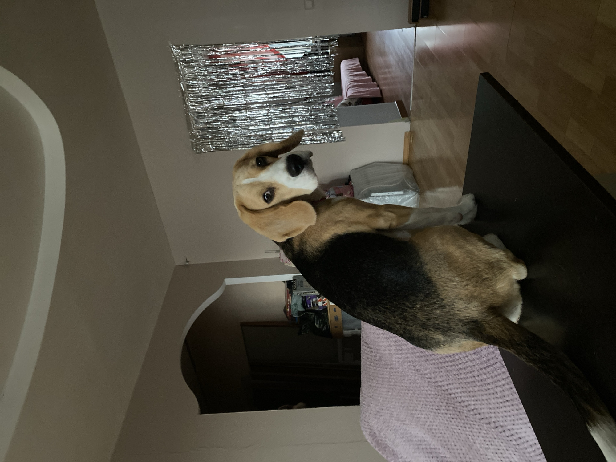 The image depicts an indoor scene, possibly a living room, with a beagle dog sitting on a dark surface in the foreground. The dog is facing away from the viewer but looking back over its shoulder towards the camera. The dog has tri-color markings typical of the breed. Behind the dog, to the left, is a pink blanket draped over furniture. Further back, there's an arched doorway leading into a dark room with shelves containing various items. To the right of the dog, a metallic silver fringe curtain hangs, suggesting a festive or decorative element. Beyond the curtain, a doorway opens into another room with a bed covered in a pink cloth and light-colored wooden flooring. The overall lighting is dim, with artificial light sources casting shadows. The location is specified as the city of Perm, Russia.