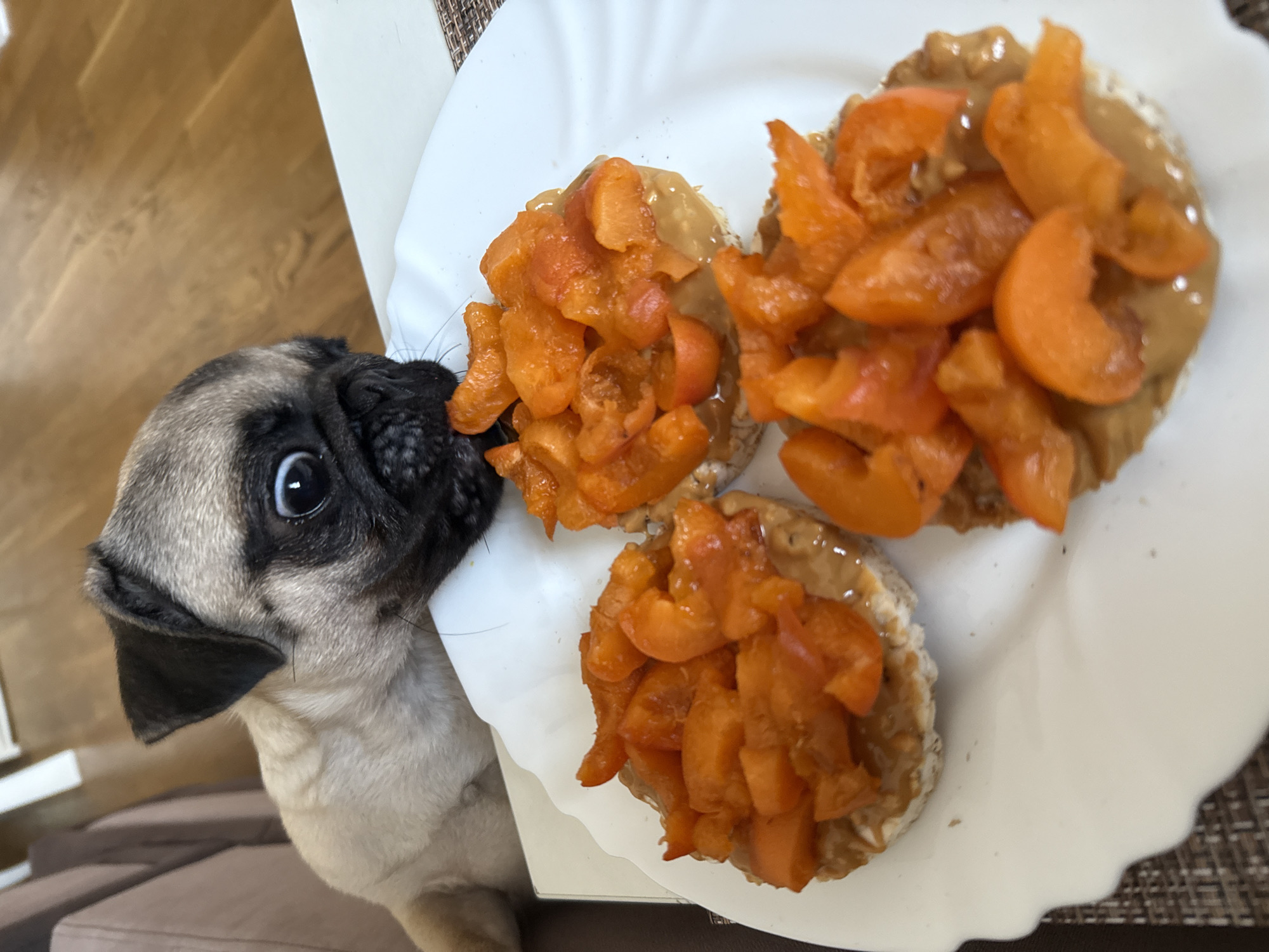 A pug is trying to eat pieces of apricot and peanut butter on rice cakes from a white plate. The pug's head and shoulders are visible on the left side of the frame, with its snout nudging the plate. Its eyes are wide and dark, and its ears are perked. The rice cakes are round and light brown, and they are topped with a creamy brown spread that appears to be peanut butter. Sliced apricots, in shades of orange and red, are arranged on top of the peanut butter. There are three rice cakes on the plate, with two in focus and one partially out of focus in the background. The plate has a scalloped edge. The background shows a wooden surface and a hint of brown furniture. The lighting suggests it is daytime.