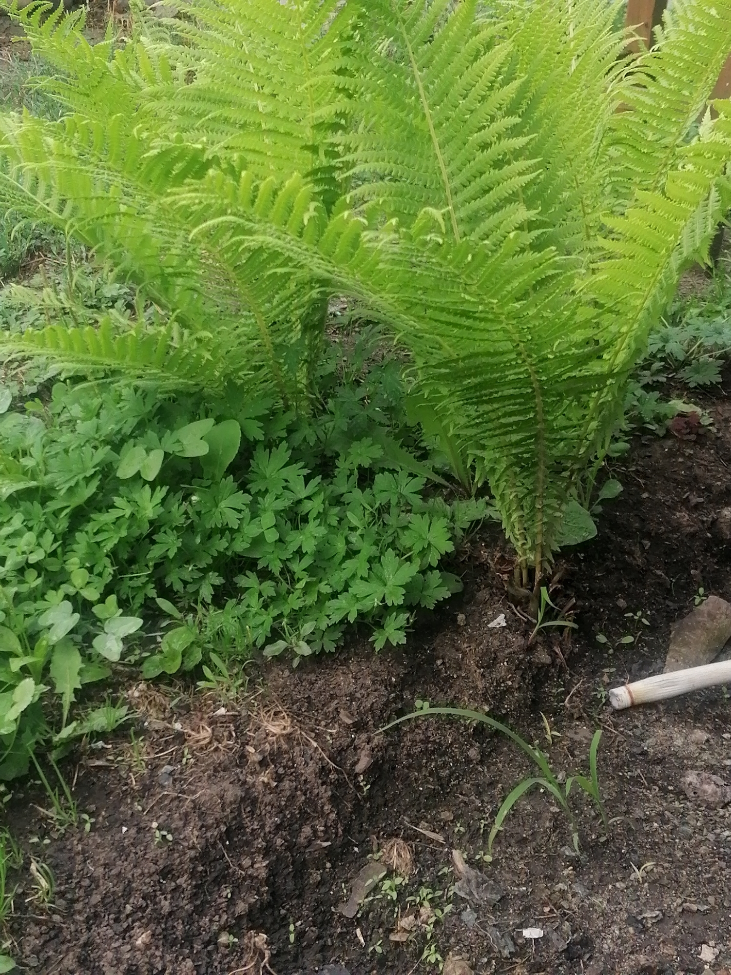 A close-up, low-angle shot captures a lush green fern plant with its fronds extending towards the viewer. The fern is growing in dark soil, with a scattering of smaller green plants at its base. To the right of the fern, a portion of a gardening tool, possibly a trowel handle, made of light-colored wood and white plastic, rests on the soil. The background is blurred, suggesting a garden or natural setting. The location is identified as Serebriansk, Kazakhstan.