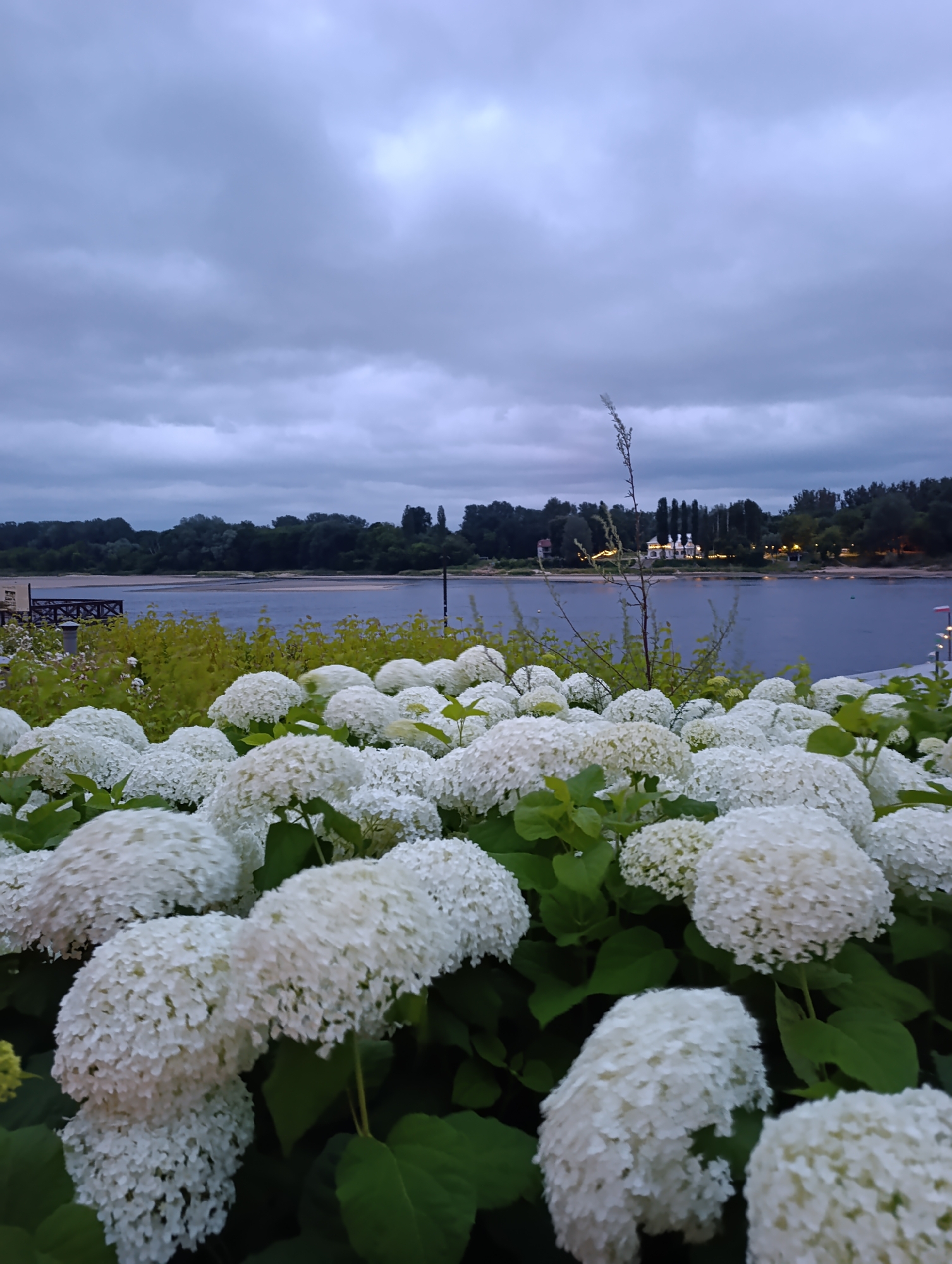 In the foreground of the image, a dense cluster of white hydrangeas blooms, their spherical flower heads dominating the lower half of the frame. The hydrangeas are lush and full, with vibrant green leaves providing a rich backdrop. Beyond the flowers, a wide body of water, likely the Vistula River, stretches across the middle ground. Along the far bank of the river, a line of trees forms a dark green band against the horizon. Several buildings, possibly part of the city of Toruń, Poland, are visible in the distance, some with lights illuminated, suggesting it is dusk or early evening. The sky above is overcast with heavy, gray clouds, creating a muted and somewhat dramatic atmosphere. A single, slender dry branch with sparse foliage extends vertically from the midst of the hydrangeas, reaching towards the sky. The overall scene depicts a waterfront view with abundant floral foreground, under a cloudy sky.