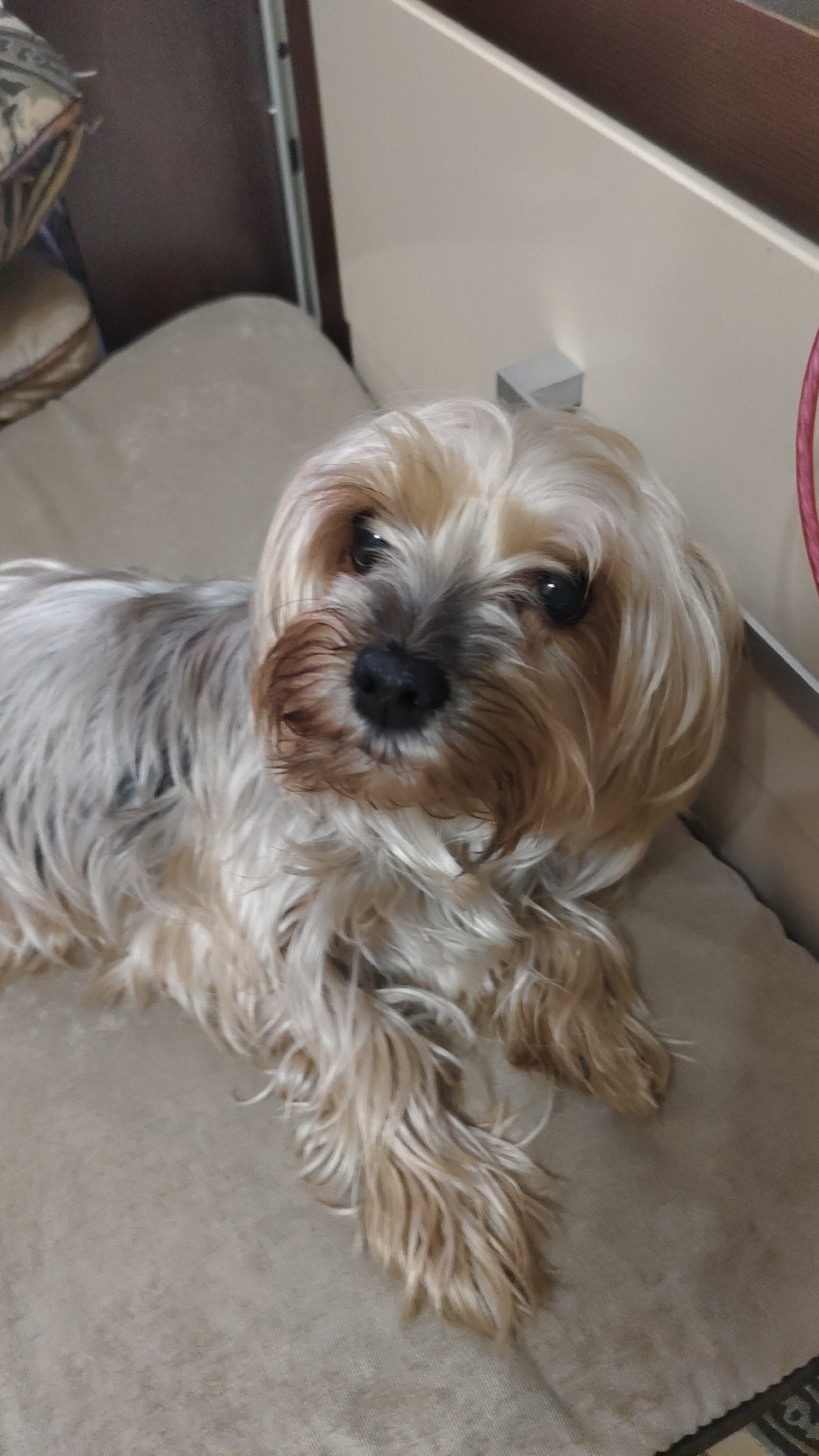 A small, long-haired dog, consistent with a Yorkshire Terrier breed, is captured in a close-up, eye-level shot, resting indoors. The dog lies on a light beige, textured fabric surface, possibly a cushion or couch. Its fur is a blend of silver-grey on its back and lighter golden-brown to tan around its face and legs, with darker brown hair framing its muzzle. The dog's dark, alert eyes are visible through the fur, and its black nose is prominent, directed towards the viewer.
In the background, to the upper left, a patterned pillow or cushion is partially visible against a dark brown furniture surface. To the right, a light beige wall or cabinet panel with a dark brown trim extends upwards. A small, square, silver-grey object, possibly a handle or fixture, is mounted on this panel, and a thin red cord can be seen along the far right edge of the frame. The lighting is soft and ambient, characteristic of an indoor setting, and the time of day is not explicitly indicated. The dog appears calm and observant. There is no visible text in the image. The overall scene suggests a peaceful, domestic environment.