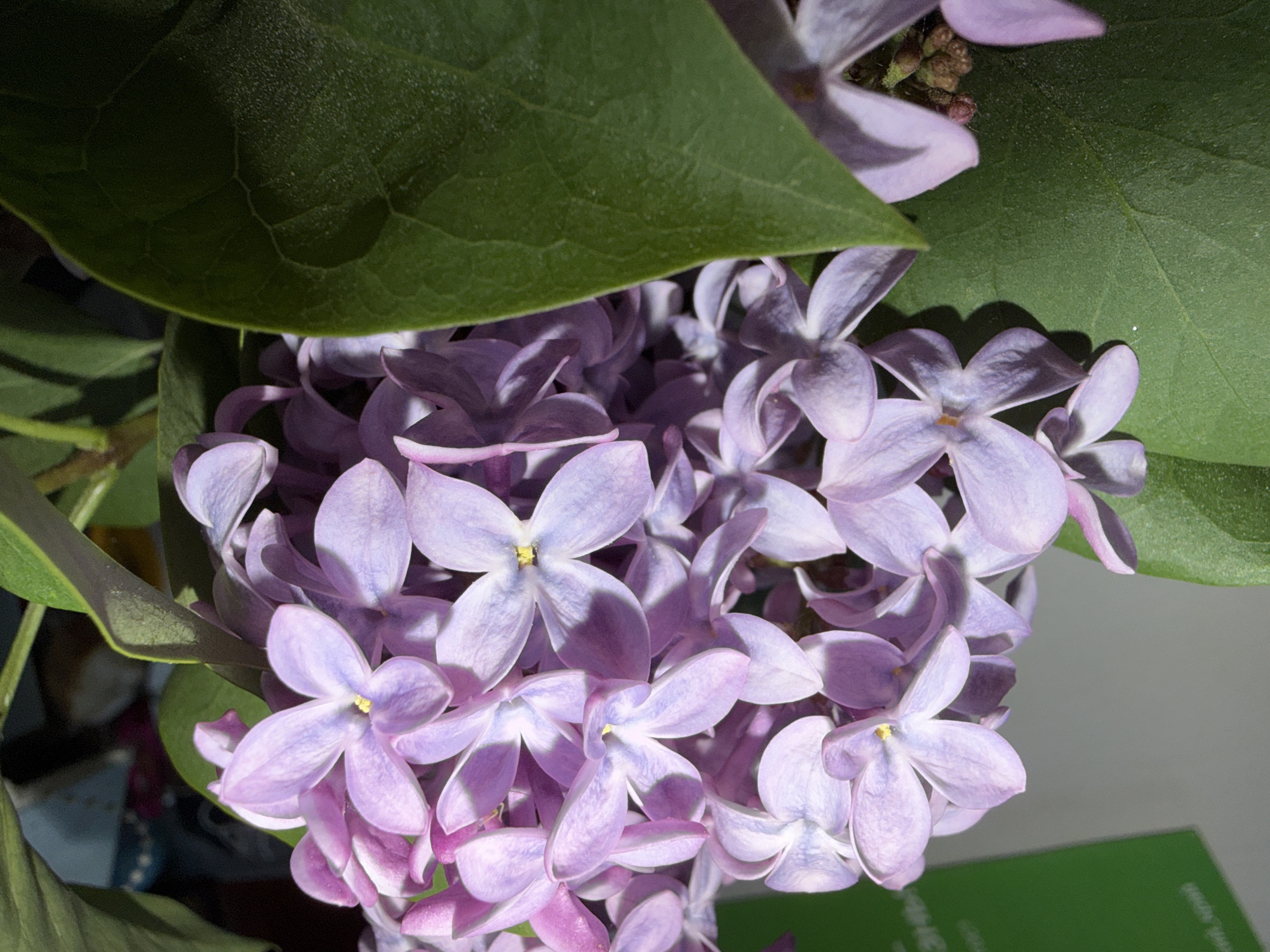 The image shows a cluster of lilac flowers in bloom, predominantly light purple in color, with hints of white and darker purple shades. The flowers are arranged closely together, obscuring much of the background. Several green leaves, typical of lilac bushes, are interspersed among the blossoms. The lighting is somewhat diffused, creating soft shadows on the flowers and leaves. A green object is visible in the lower right corner of the picture. There is no indication this image was taken in Rusalevka, Russia.